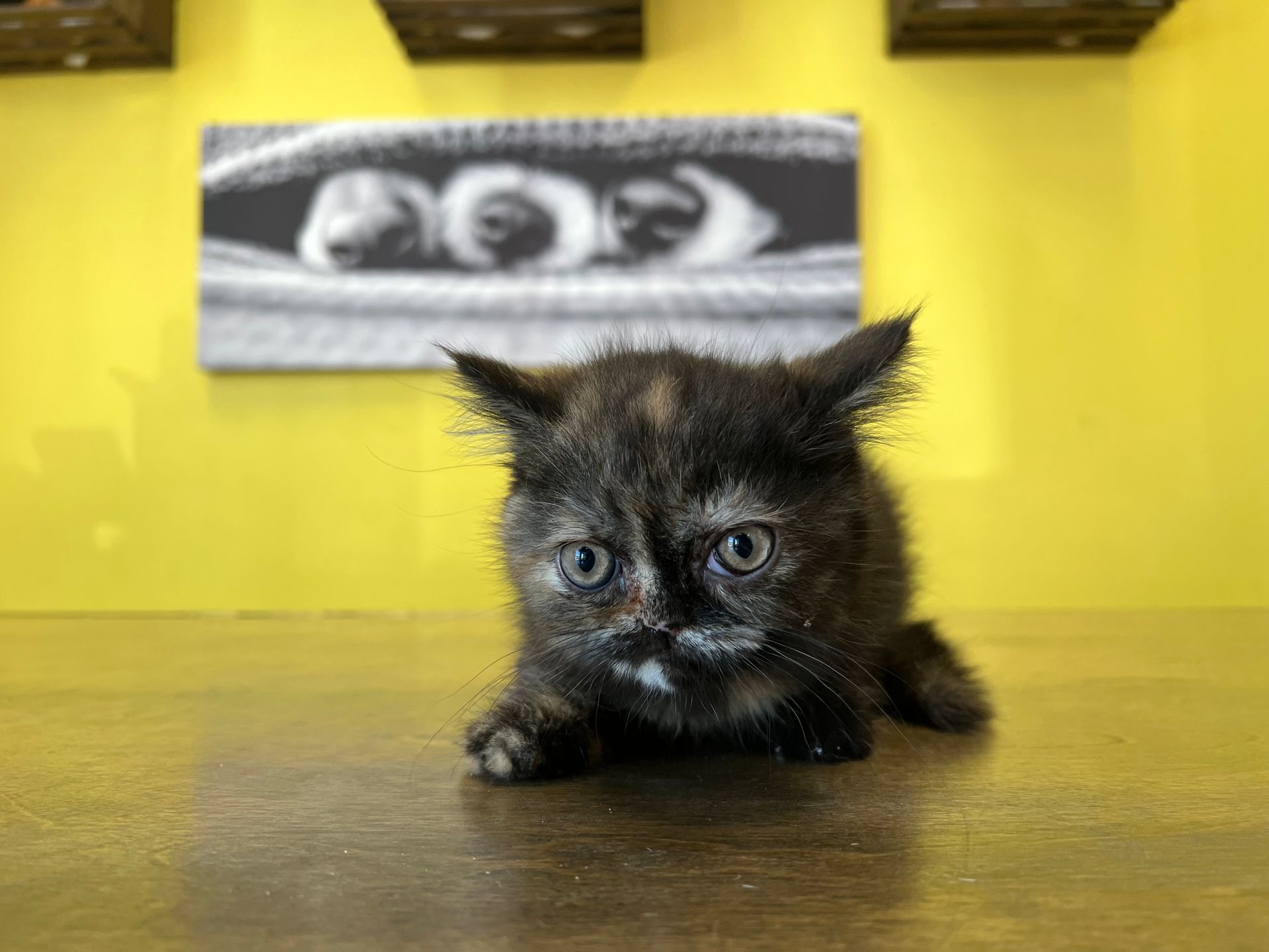 Exotic Shorthair Kittens for sale New York