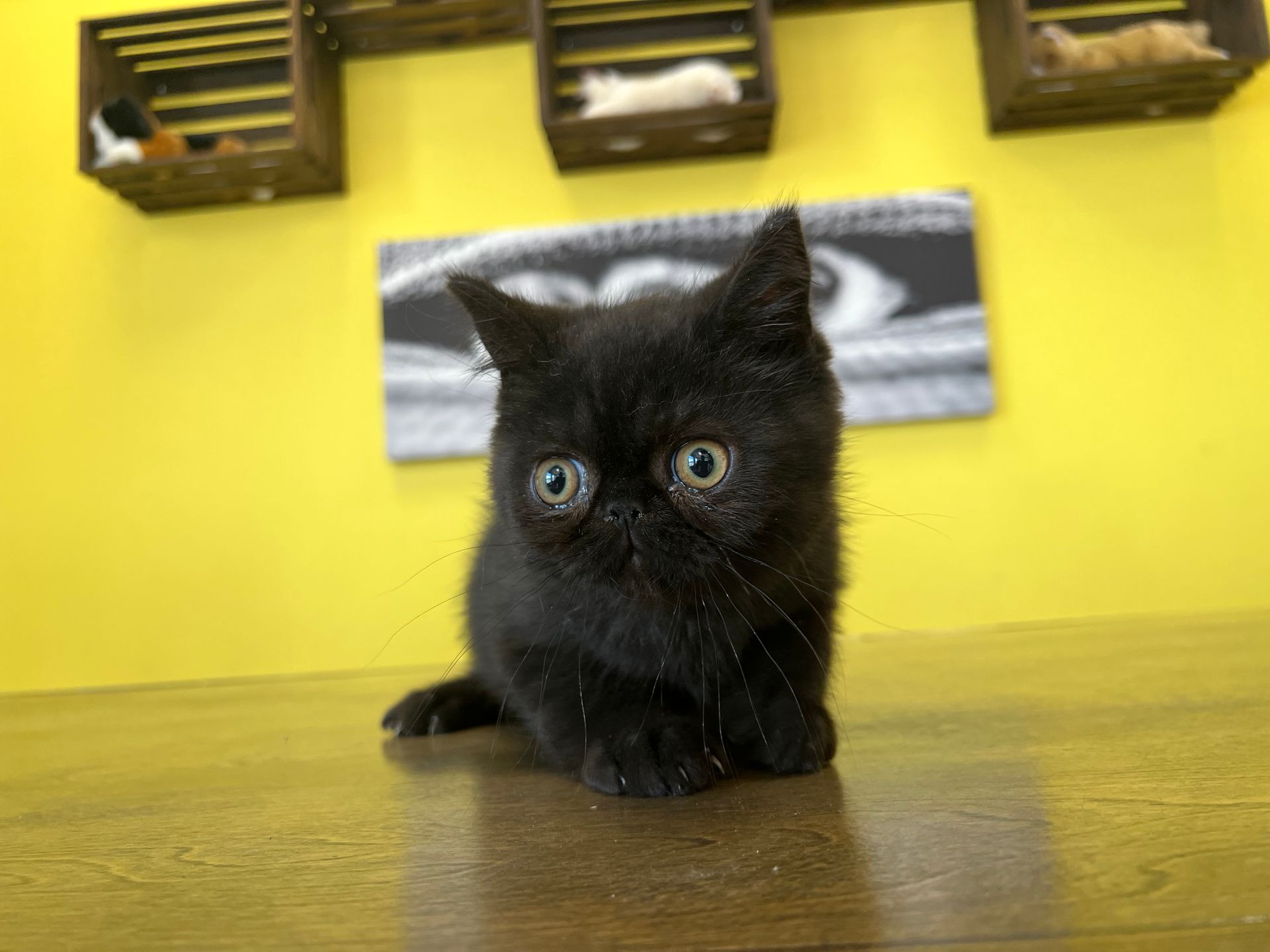 Exotic Shorthair Kittens New York