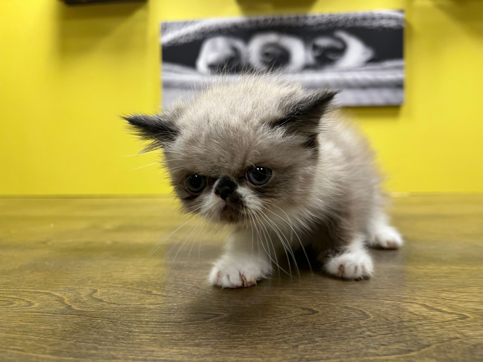 Exotic Shorthair Kittens for sale New York