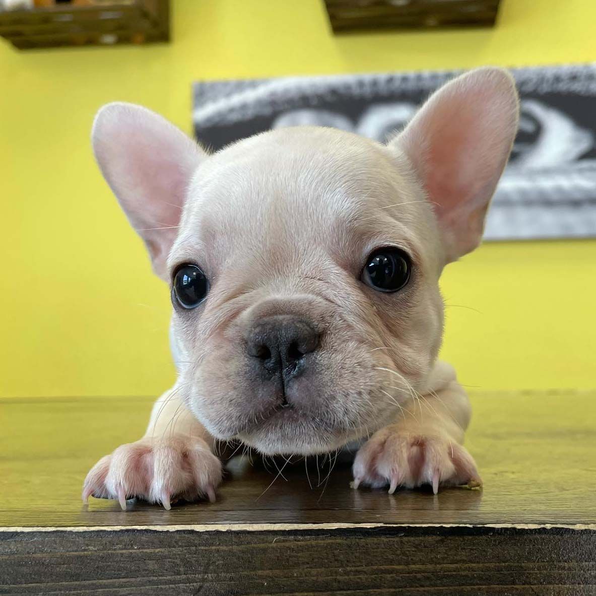 French bulldog puppies French bulldog puppies for sale