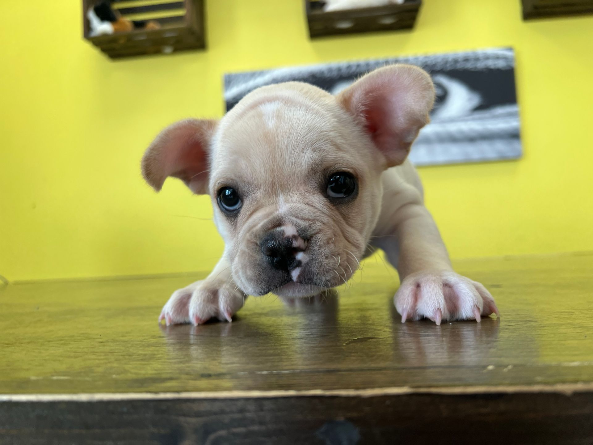 French Bulldog puppies New York