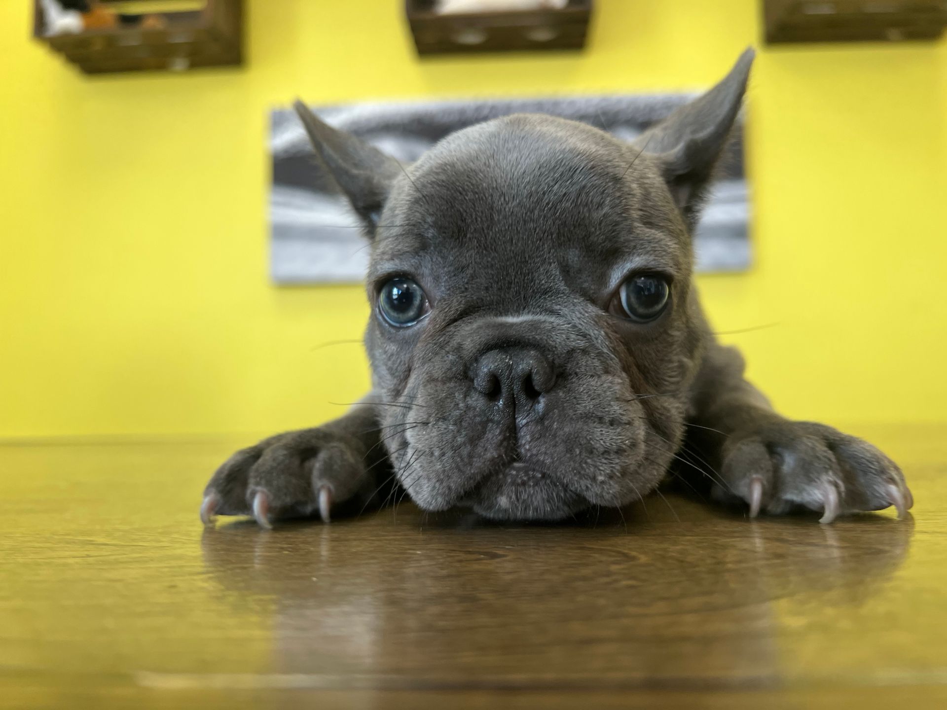 French Bulldog puppies for sale New York