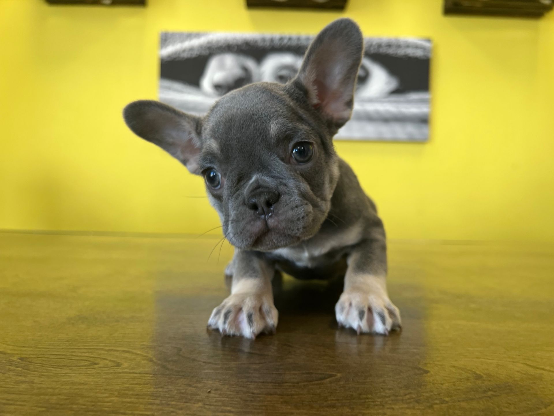 French Bulldog puppies New York