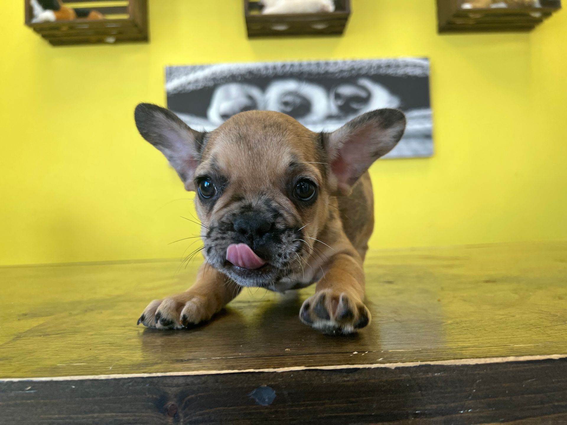 French Bulldog puppies for sale New York