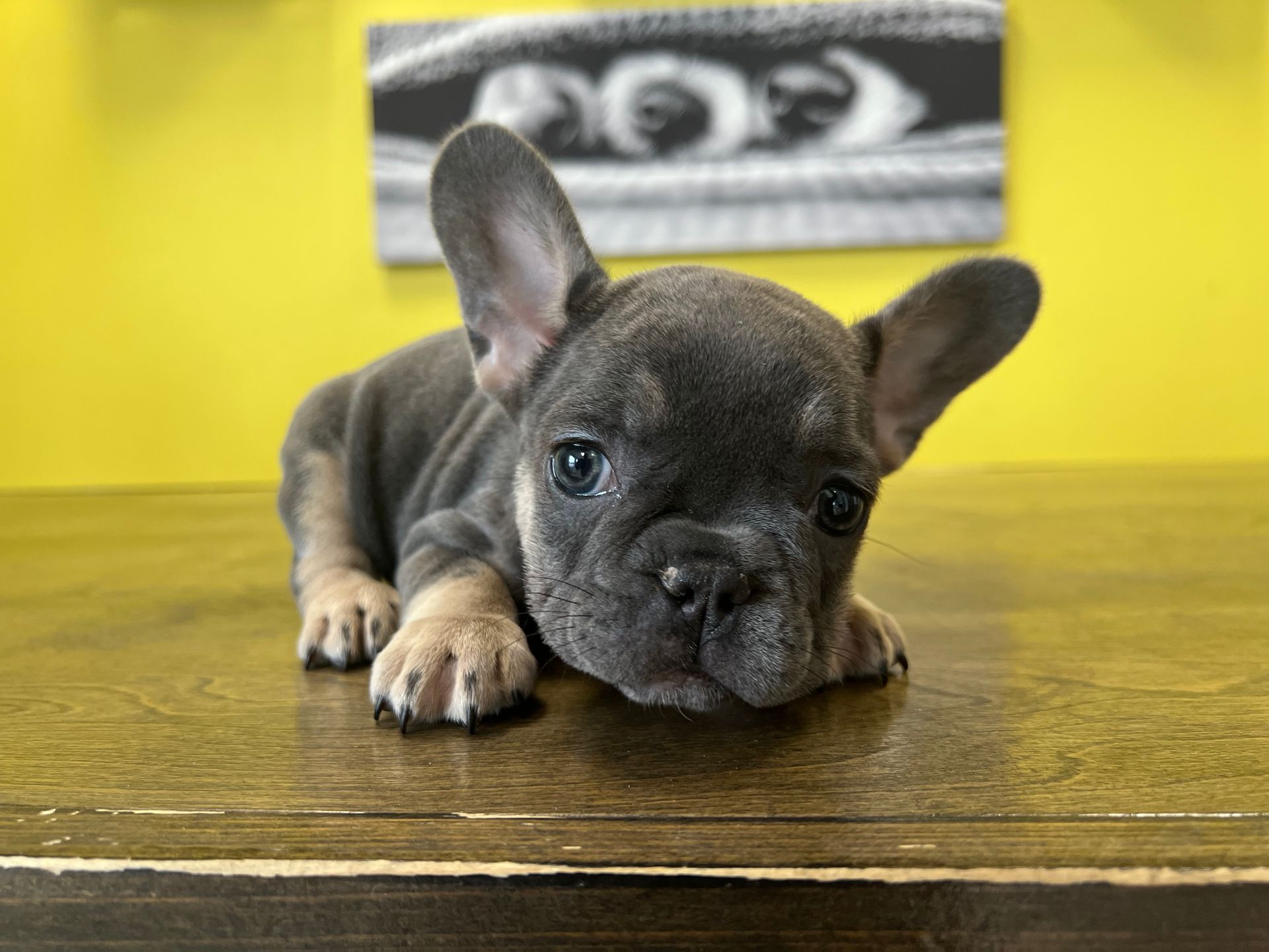 French Bulldog puppies New York