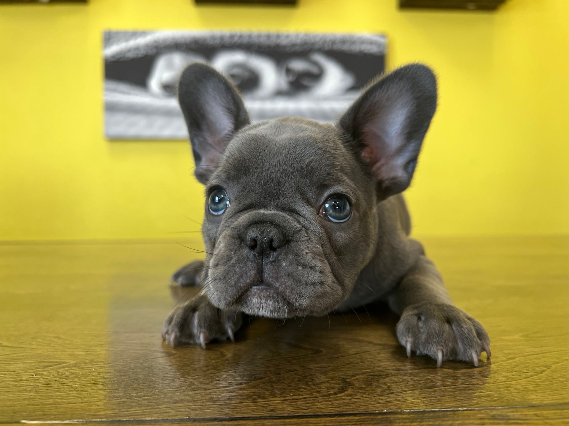 French Bulldog puppies for sale New York