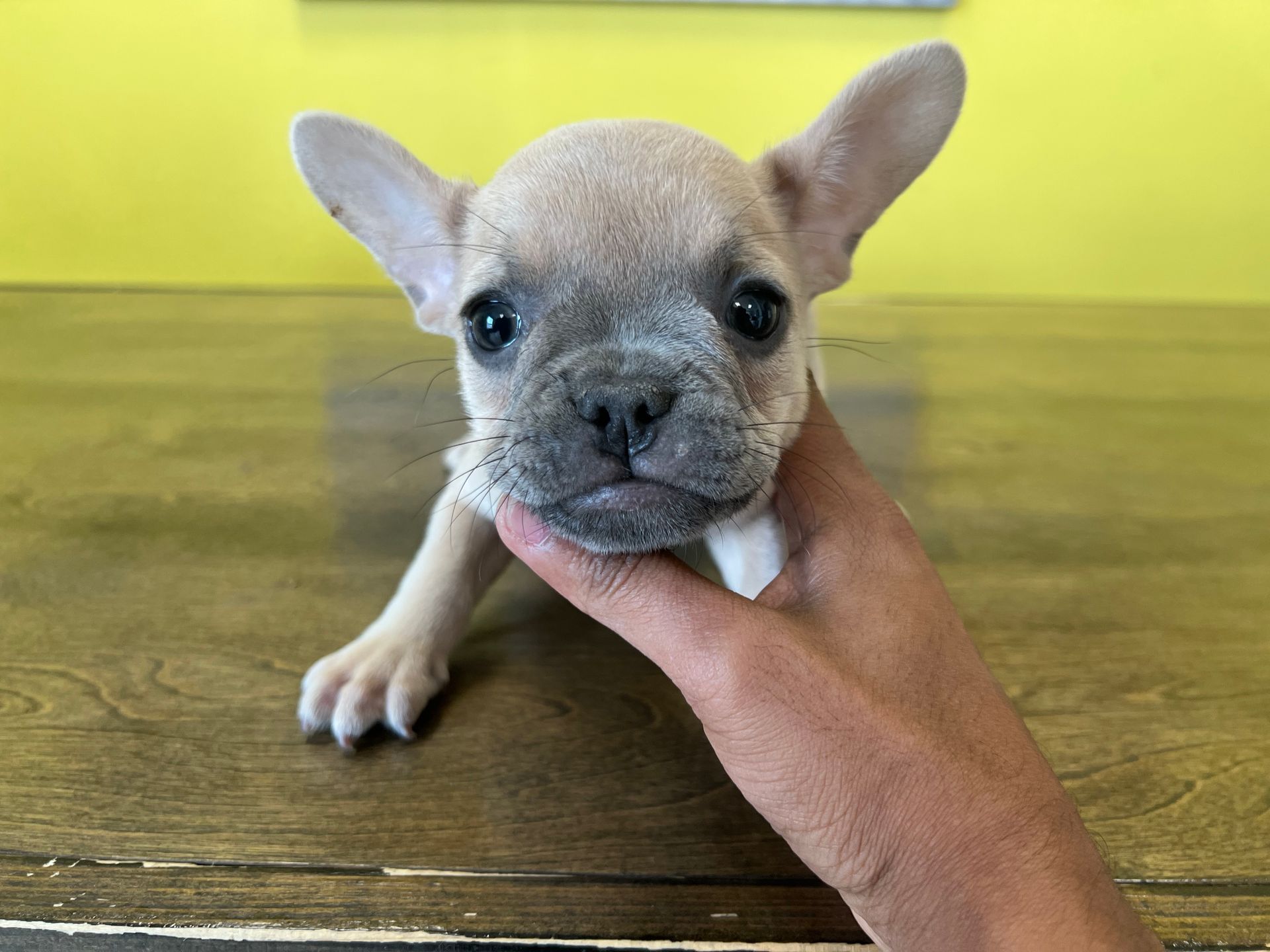 French Bulldog puppies New York