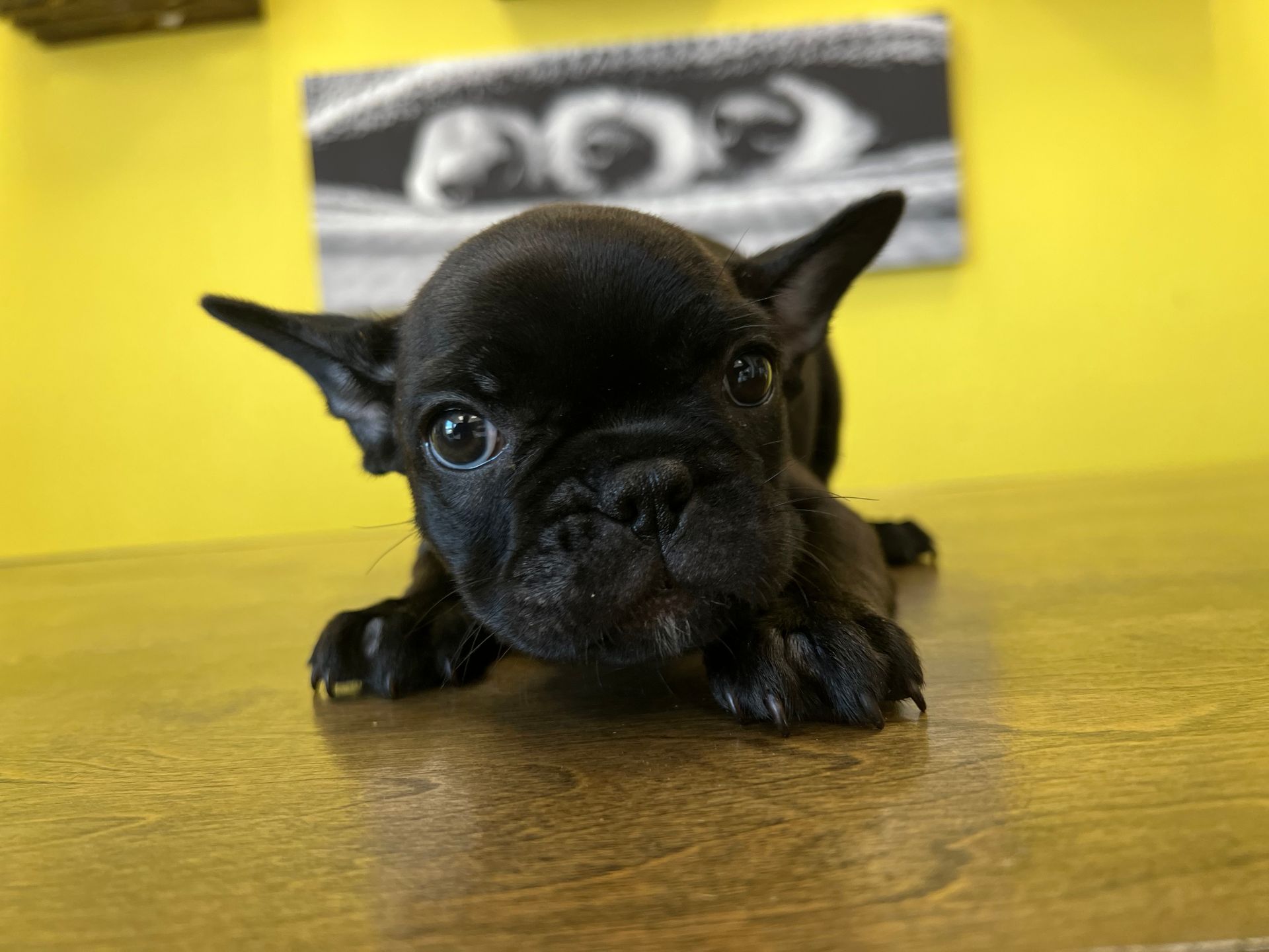 French Bulldog puppies for sale New York