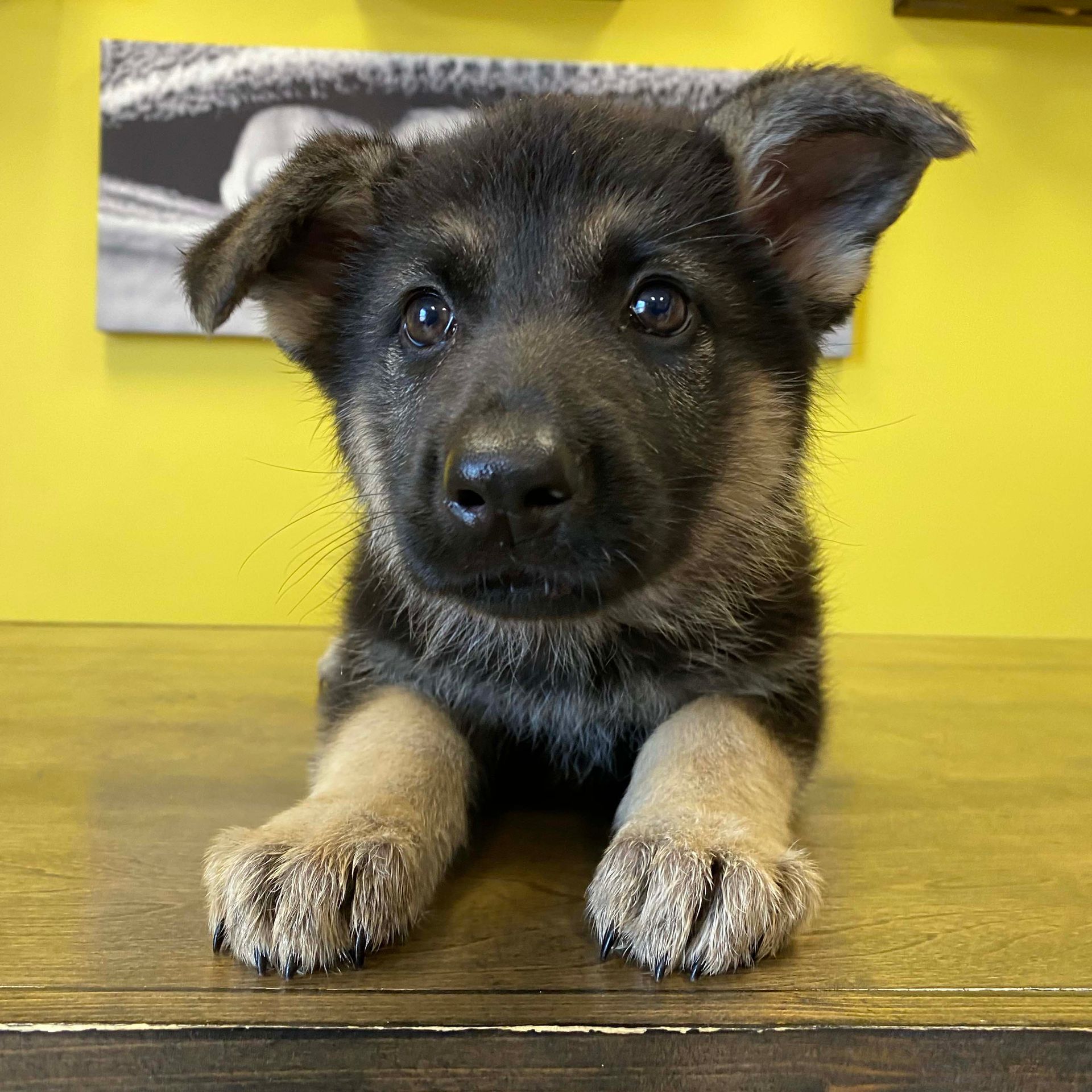 German shepherd puppies German shepherd puppies for sale