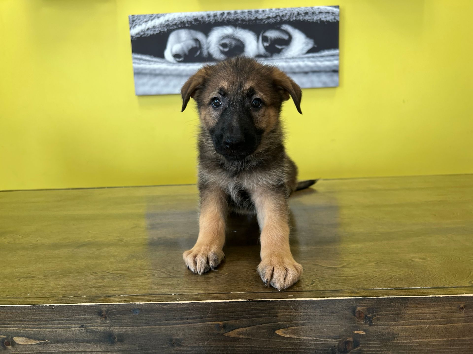 German Shepherd puppies New York