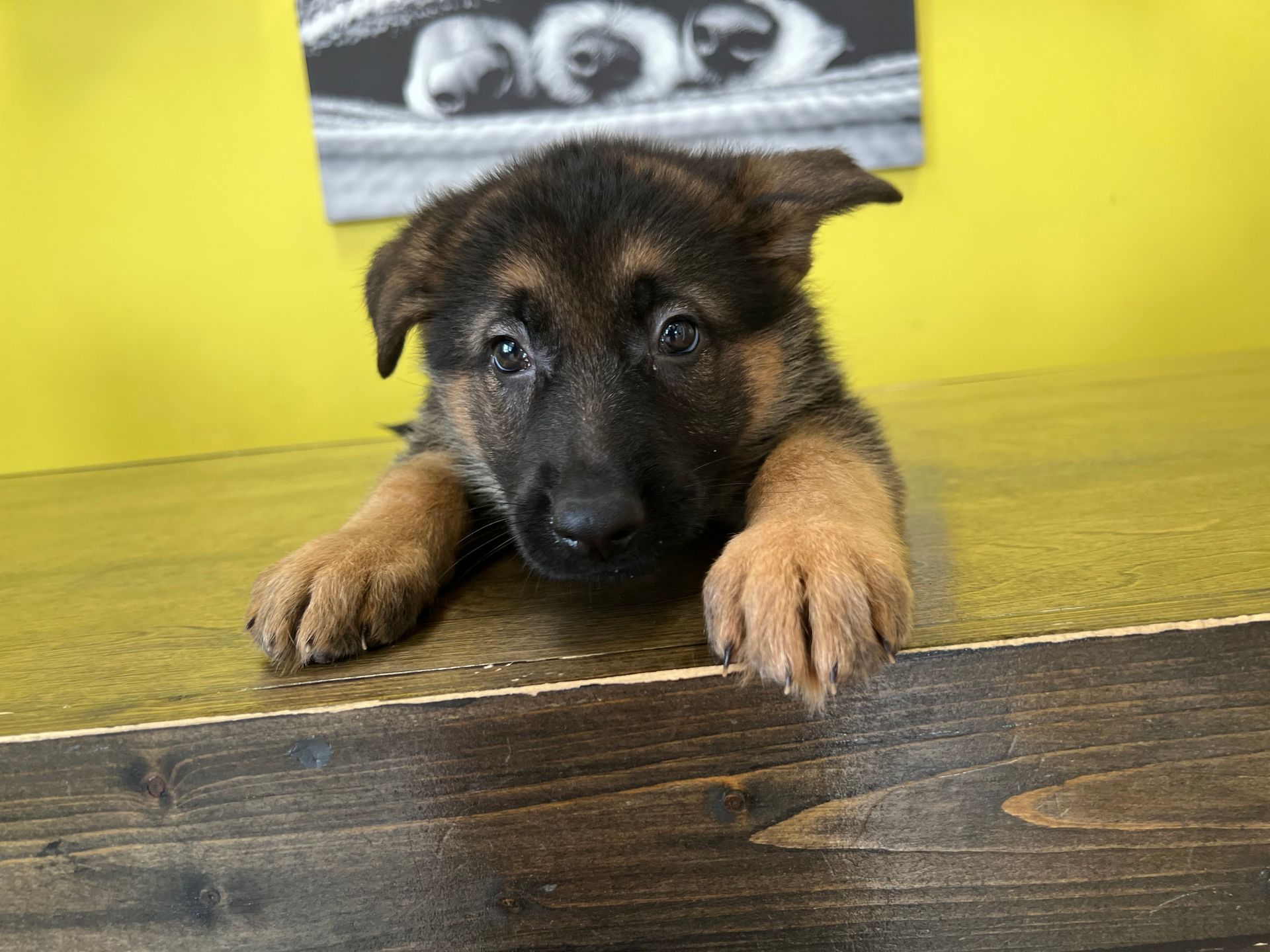 German Shepherd puppies for sale New York