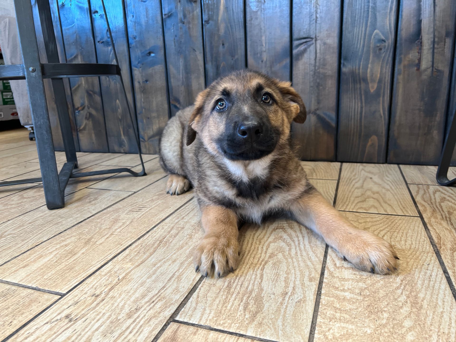 German Shepherd puppies New York