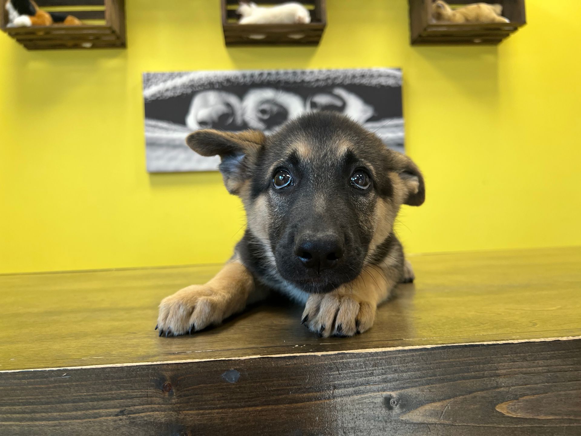 German Shepherd puppies for sale New York