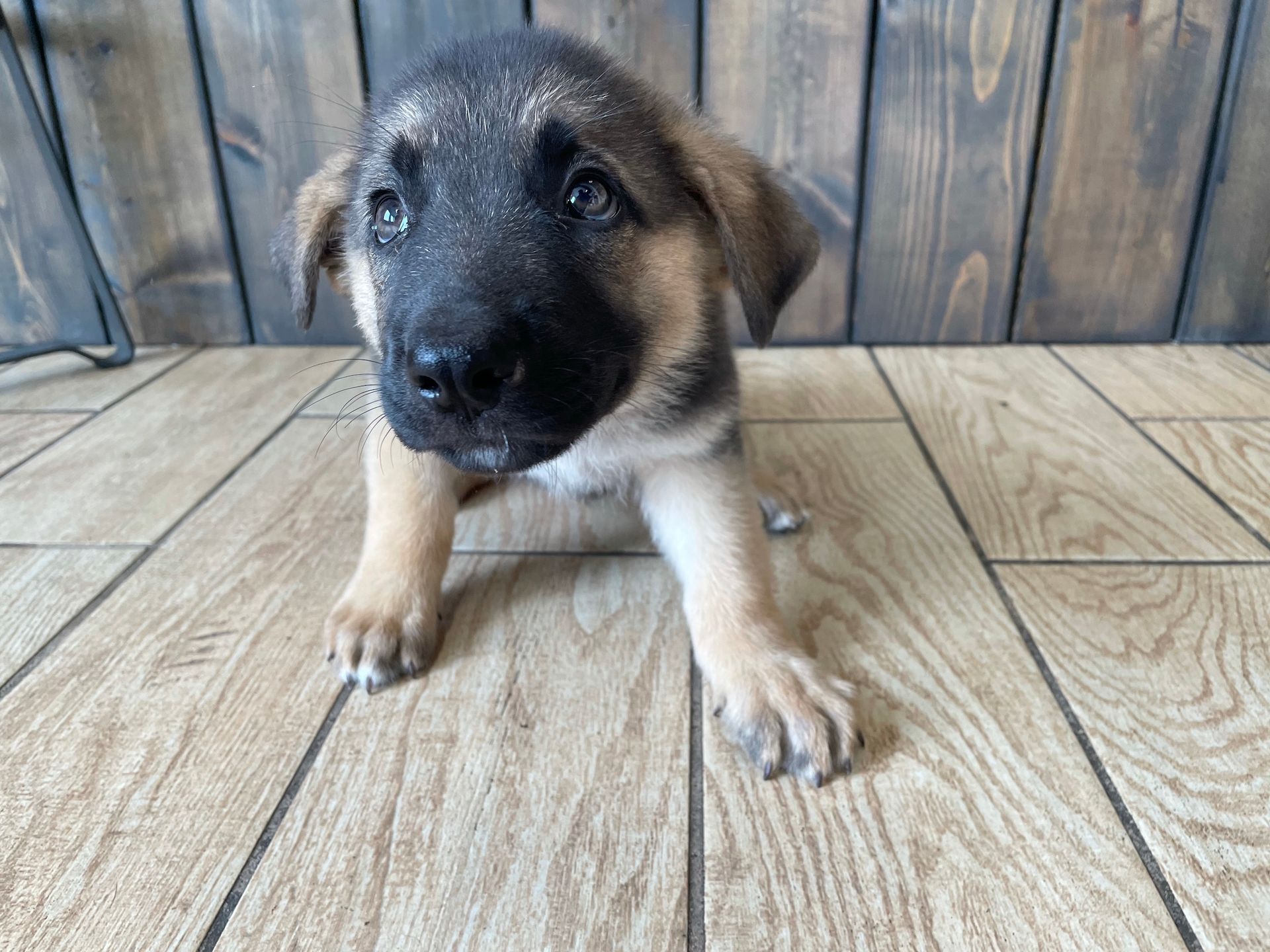 German Shepherd puppies New York