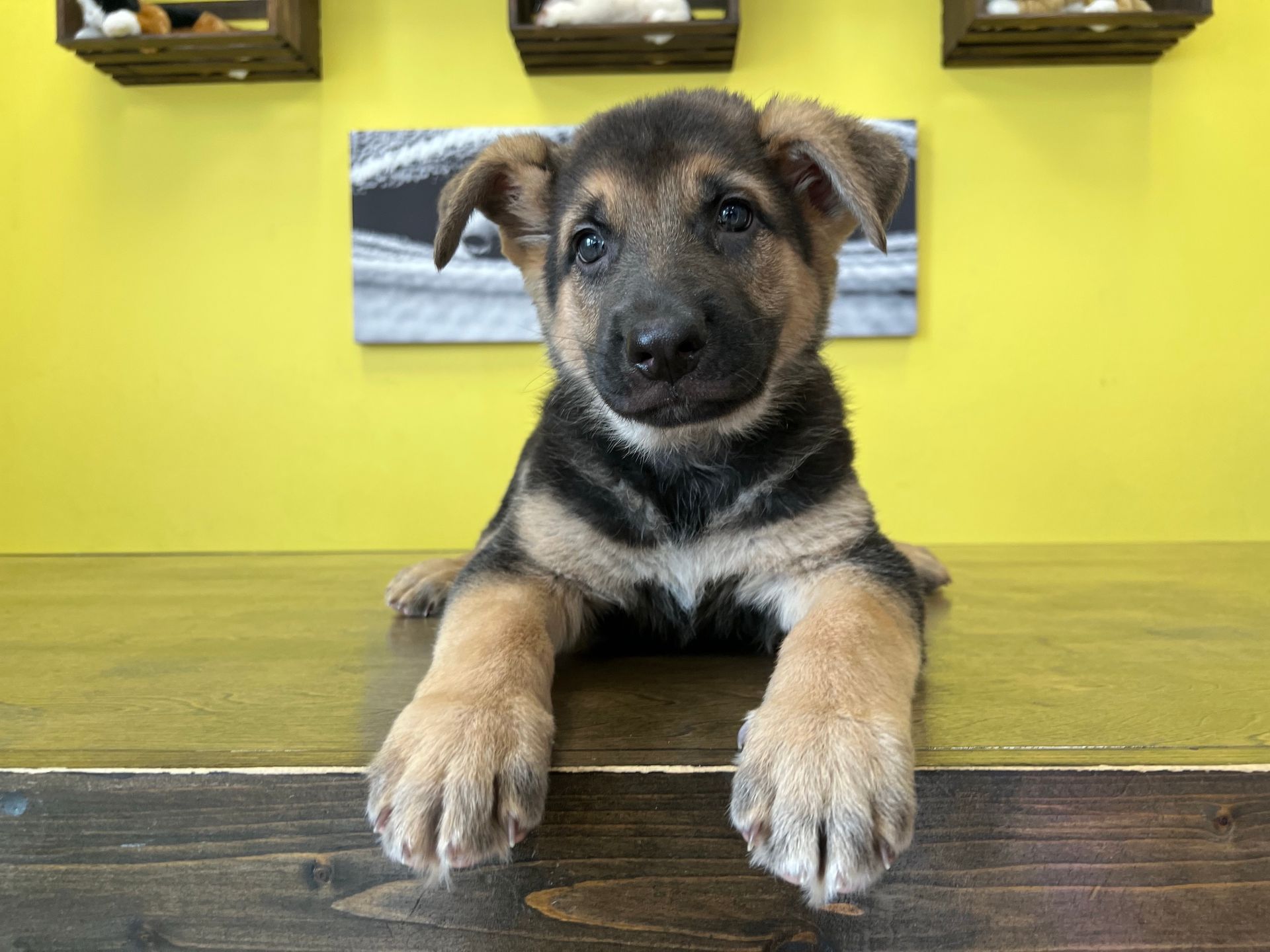 German Shepherd puppies for sale New York