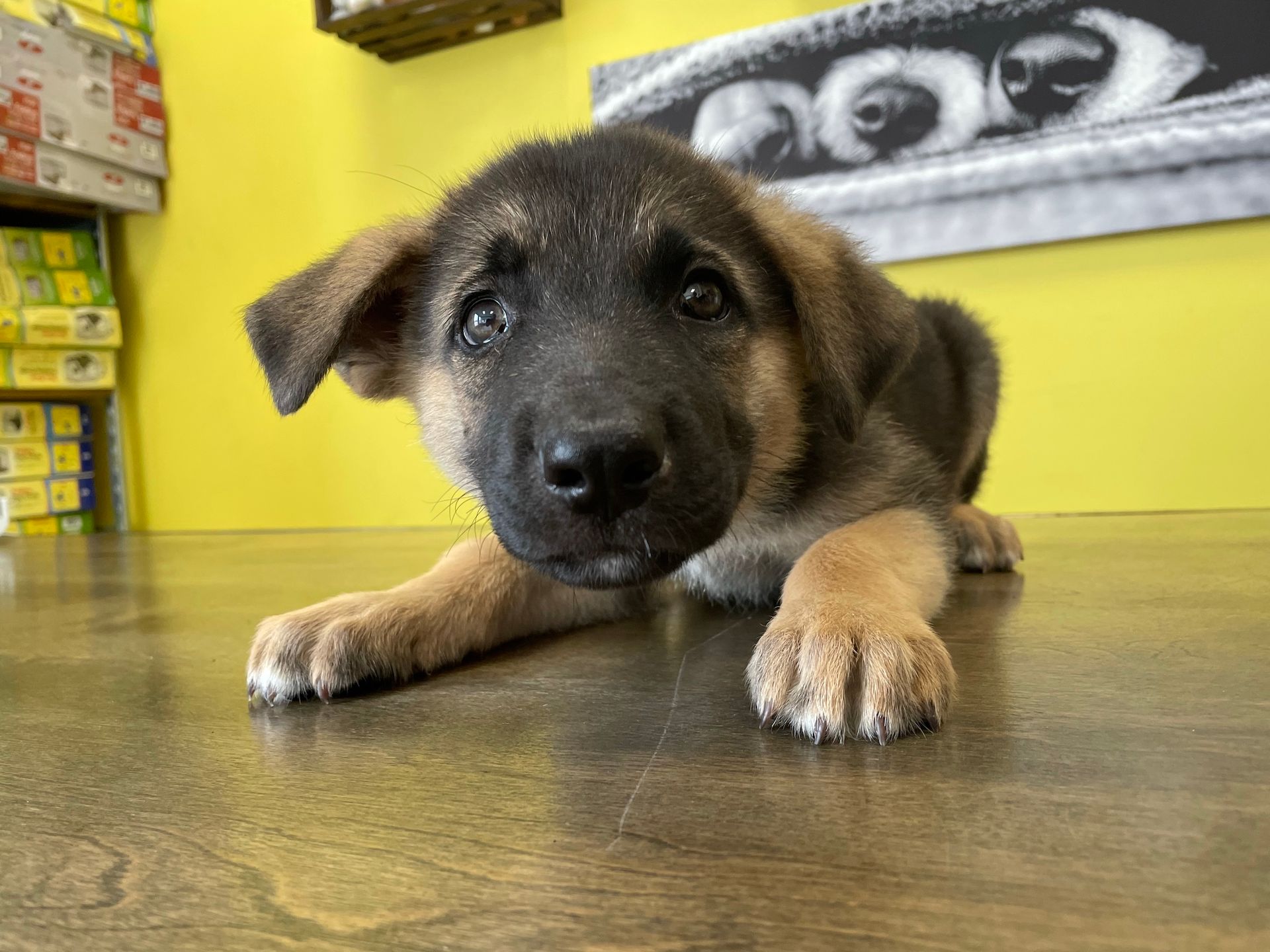 German Shepherd puppies New York
