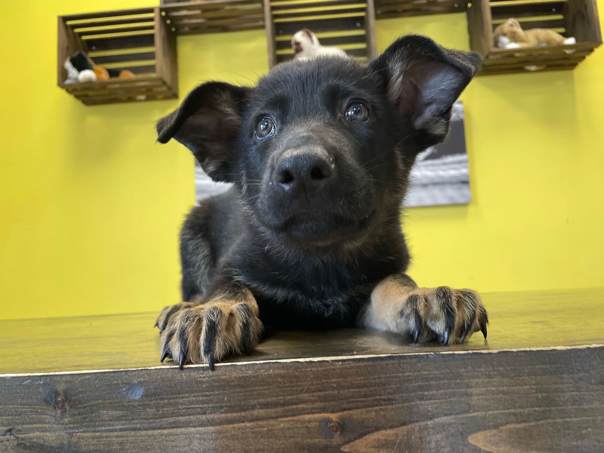 German Shepherd puppies for sale New York