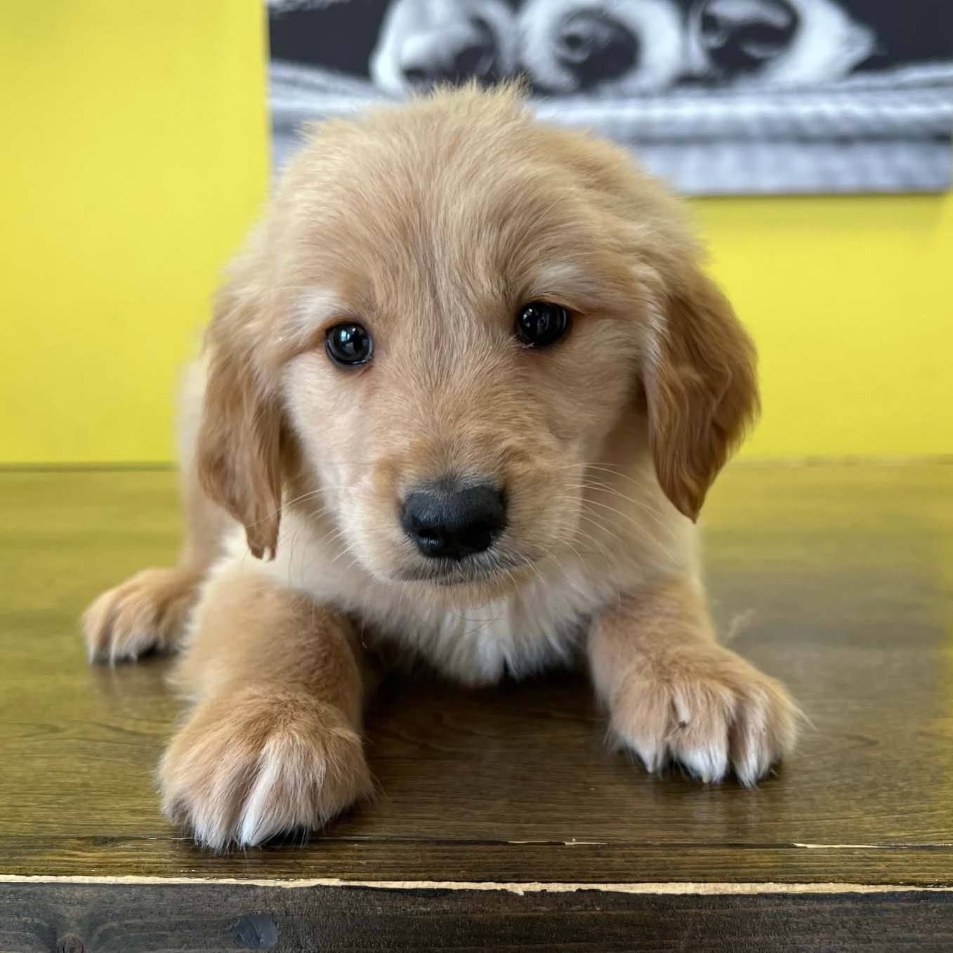 golden retriever puppies golden retriever puppies for sale