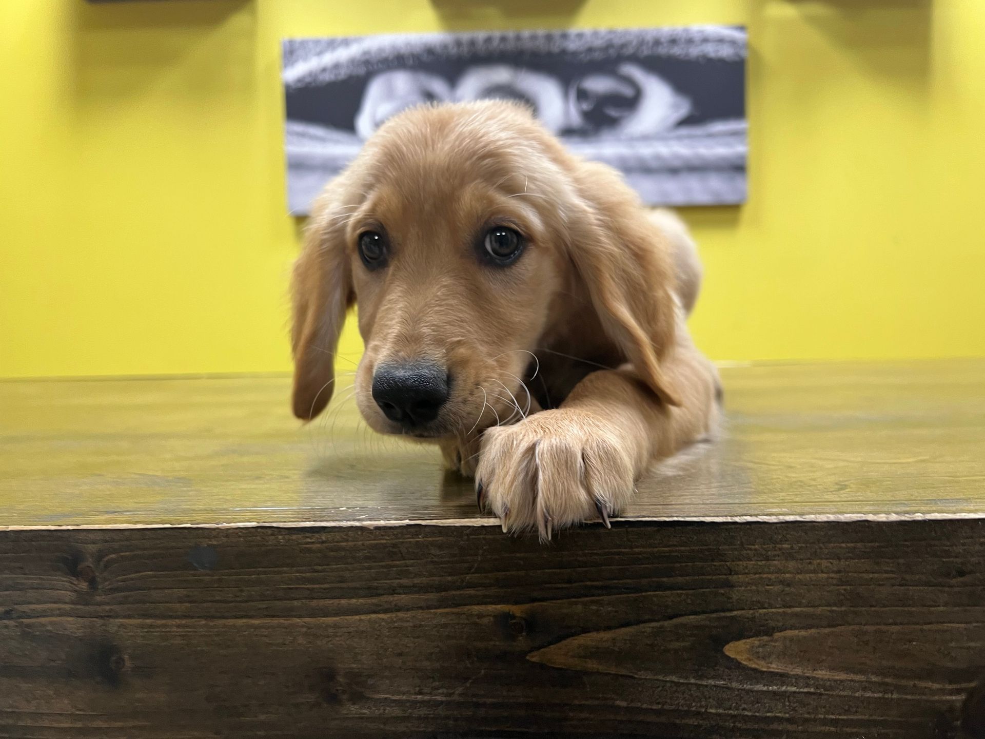 Golden Retriever puppies New York