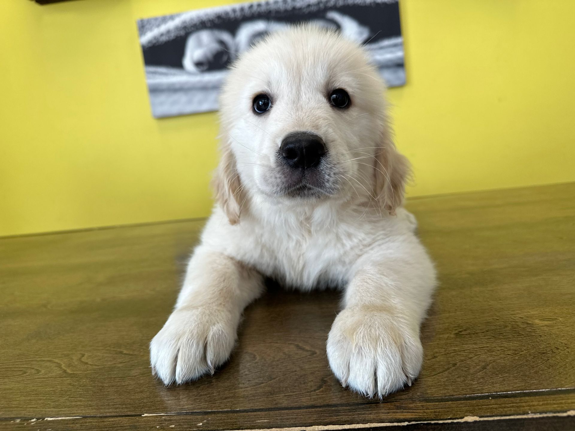 Golden Retriever puppies for sale New York