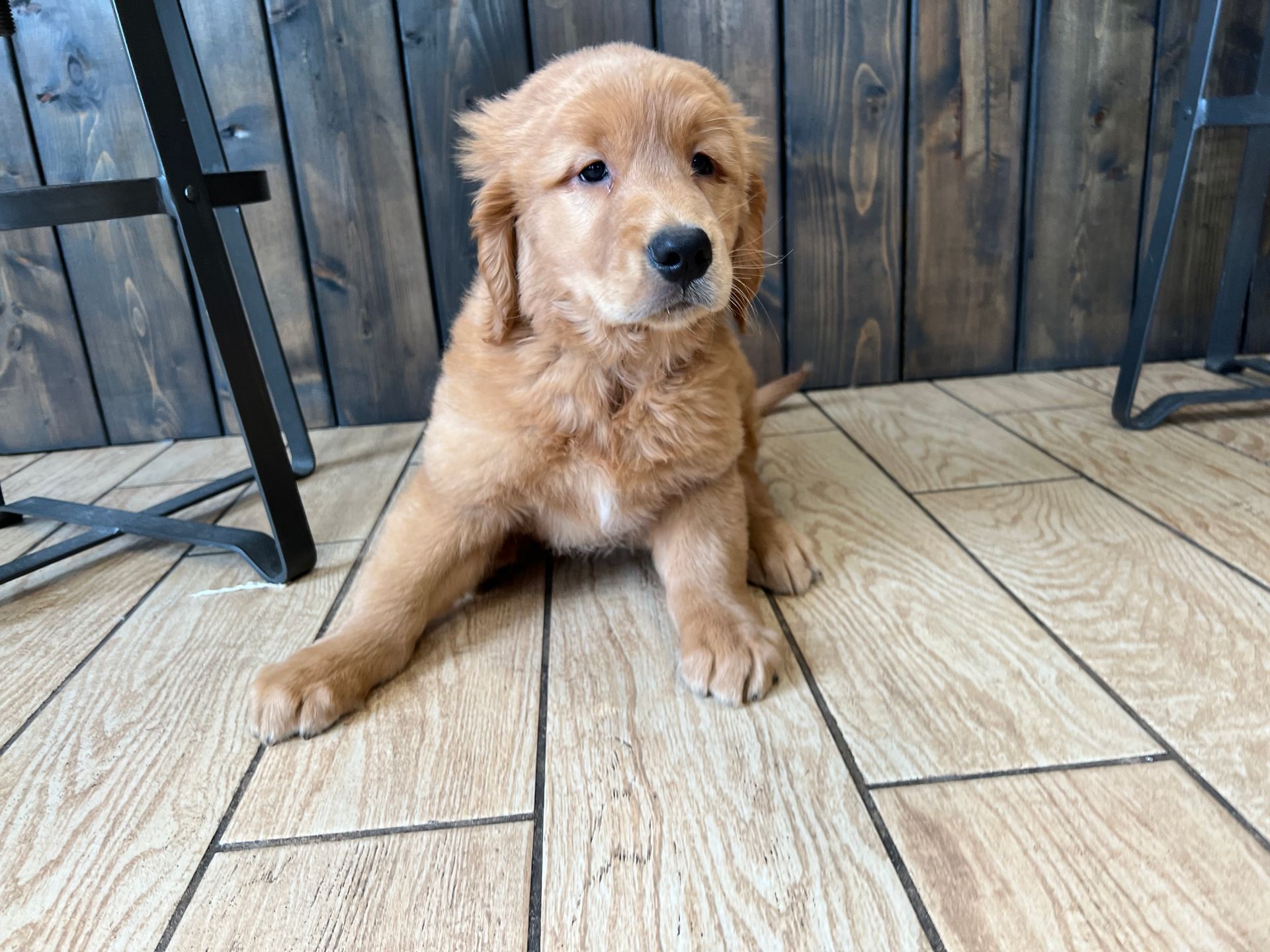 Golden Retriever puppies New York
