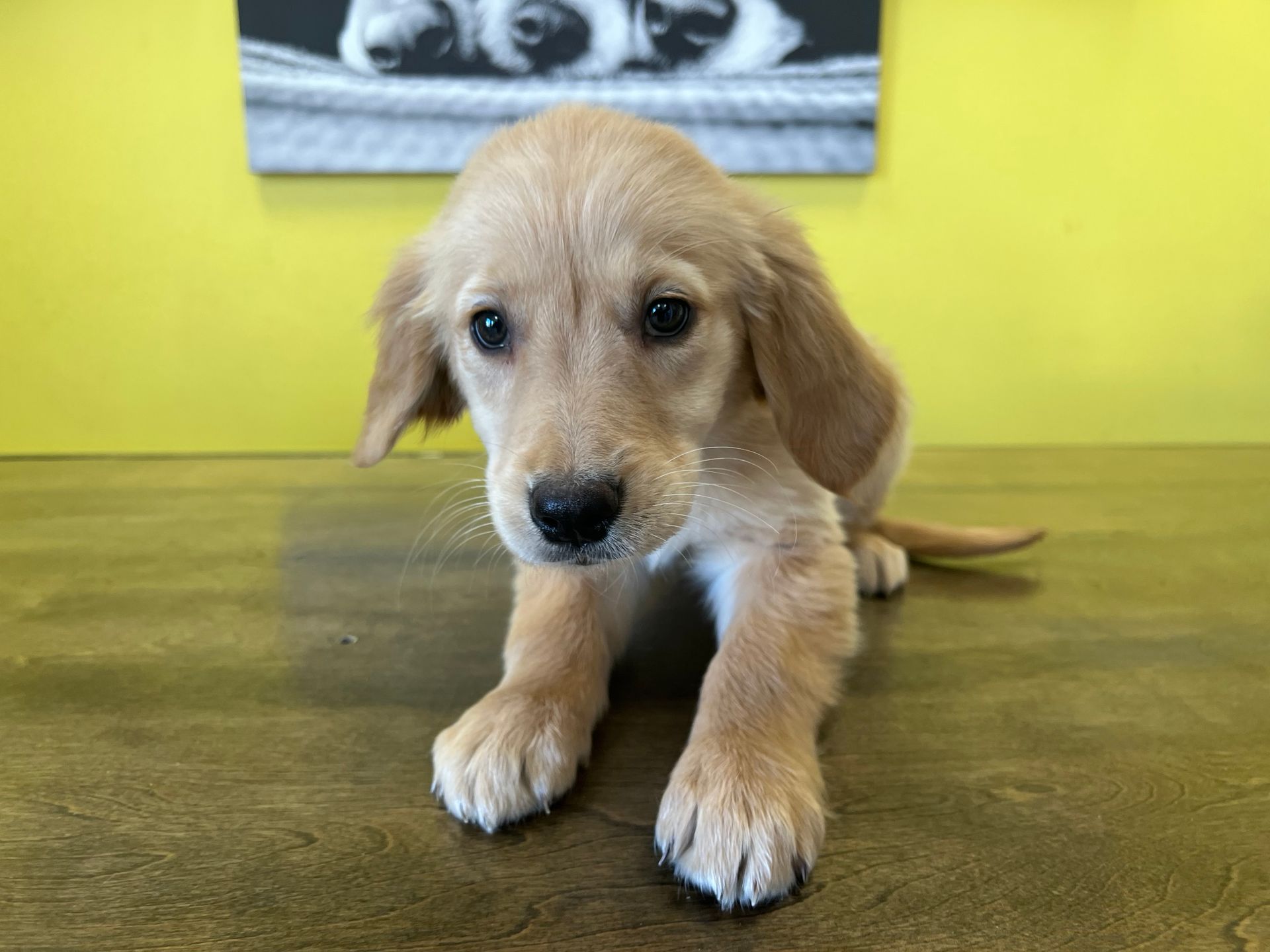 Golden Retriever puppies for sale New York