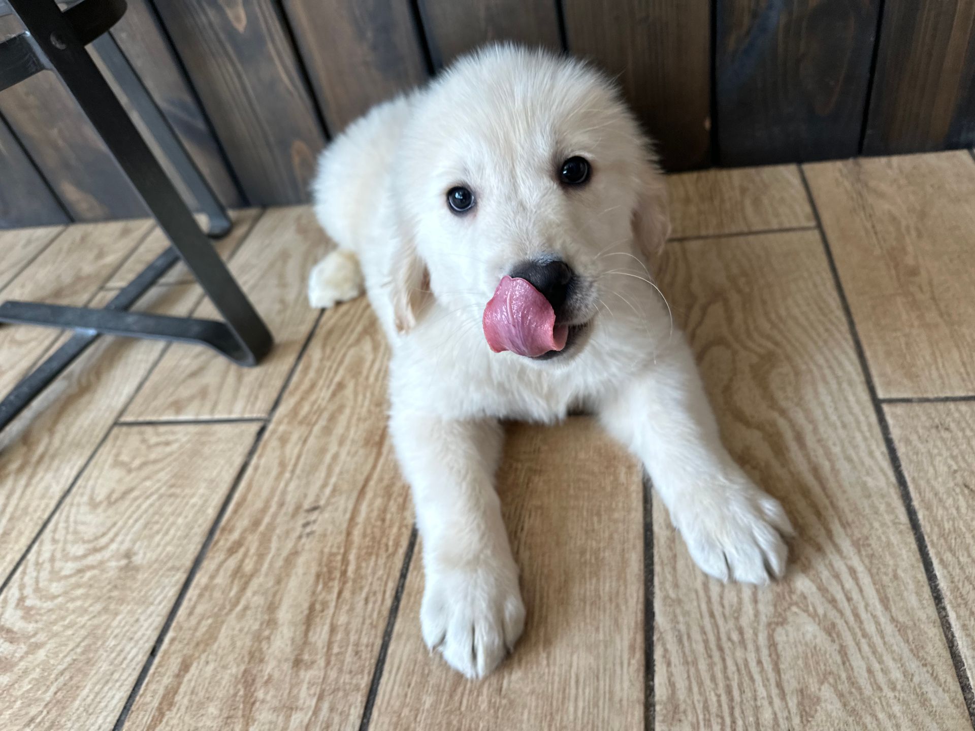 Golden Retriever puppies New York