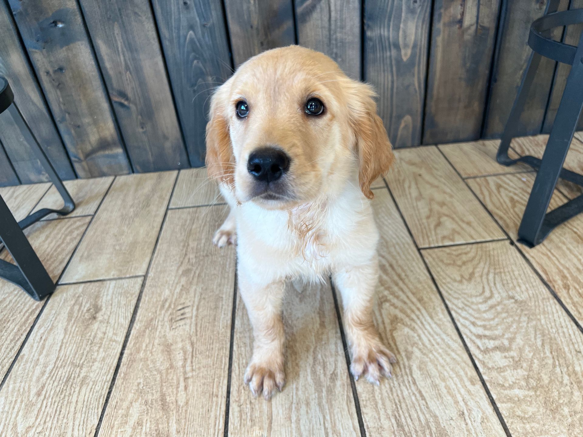 Golden Retriever puppies for sale New York
