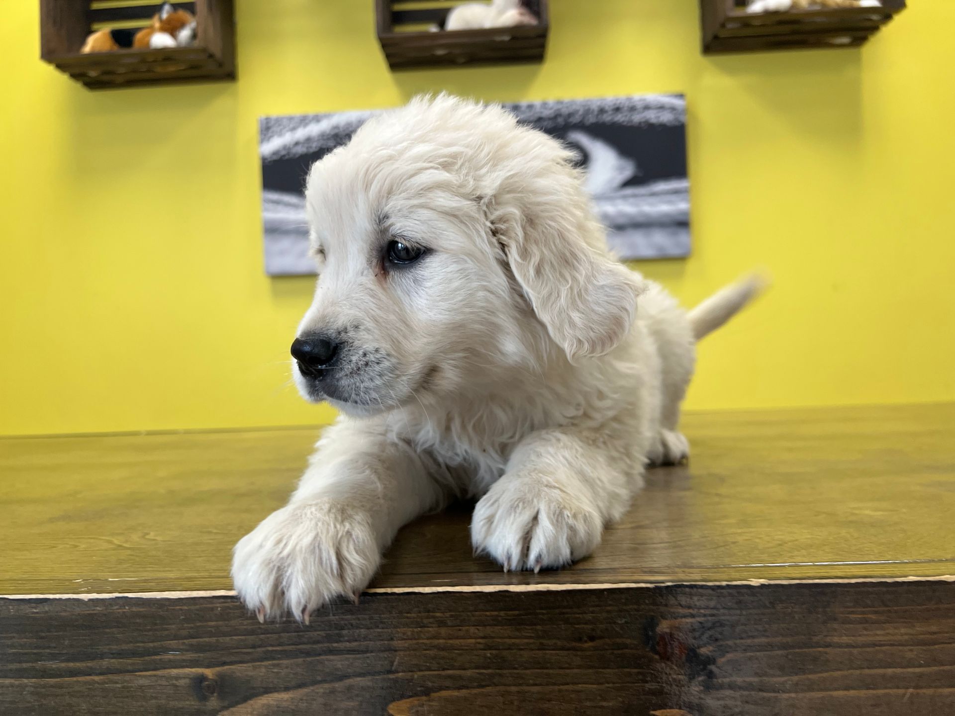 Golden Retriever puppies New York
