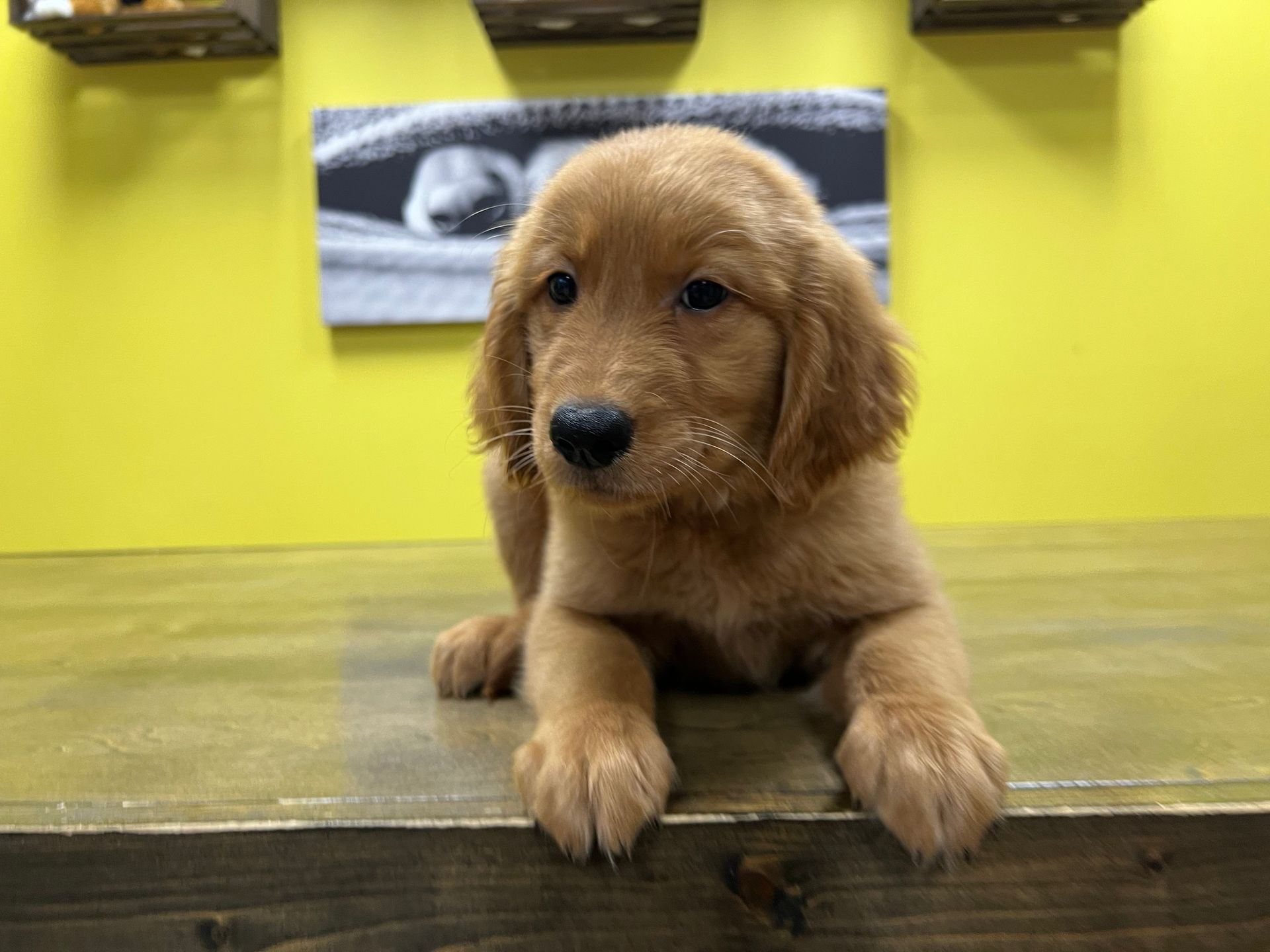 Golden Retriever puppies for sale New York