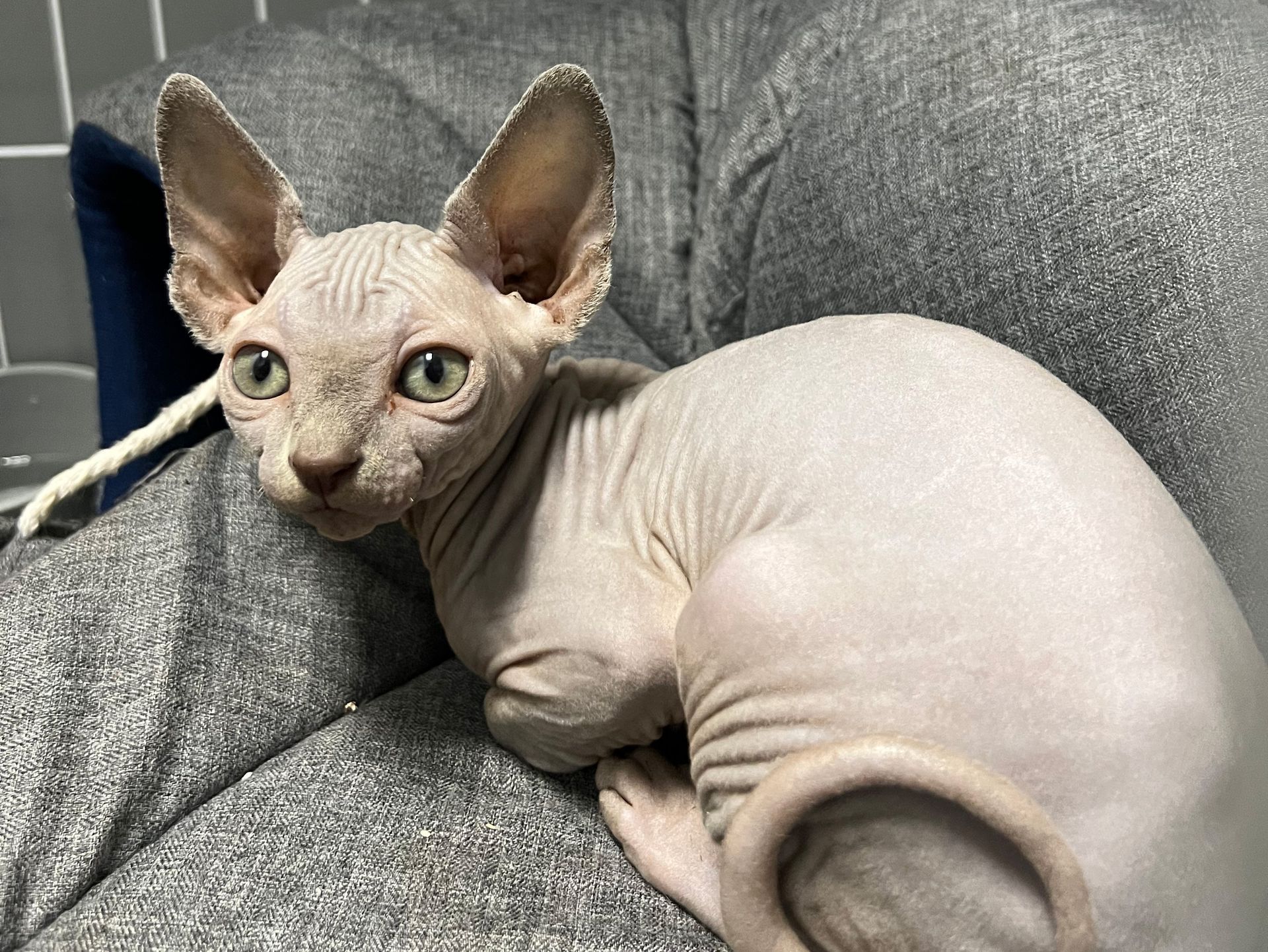 Sphynx Kittens  New York