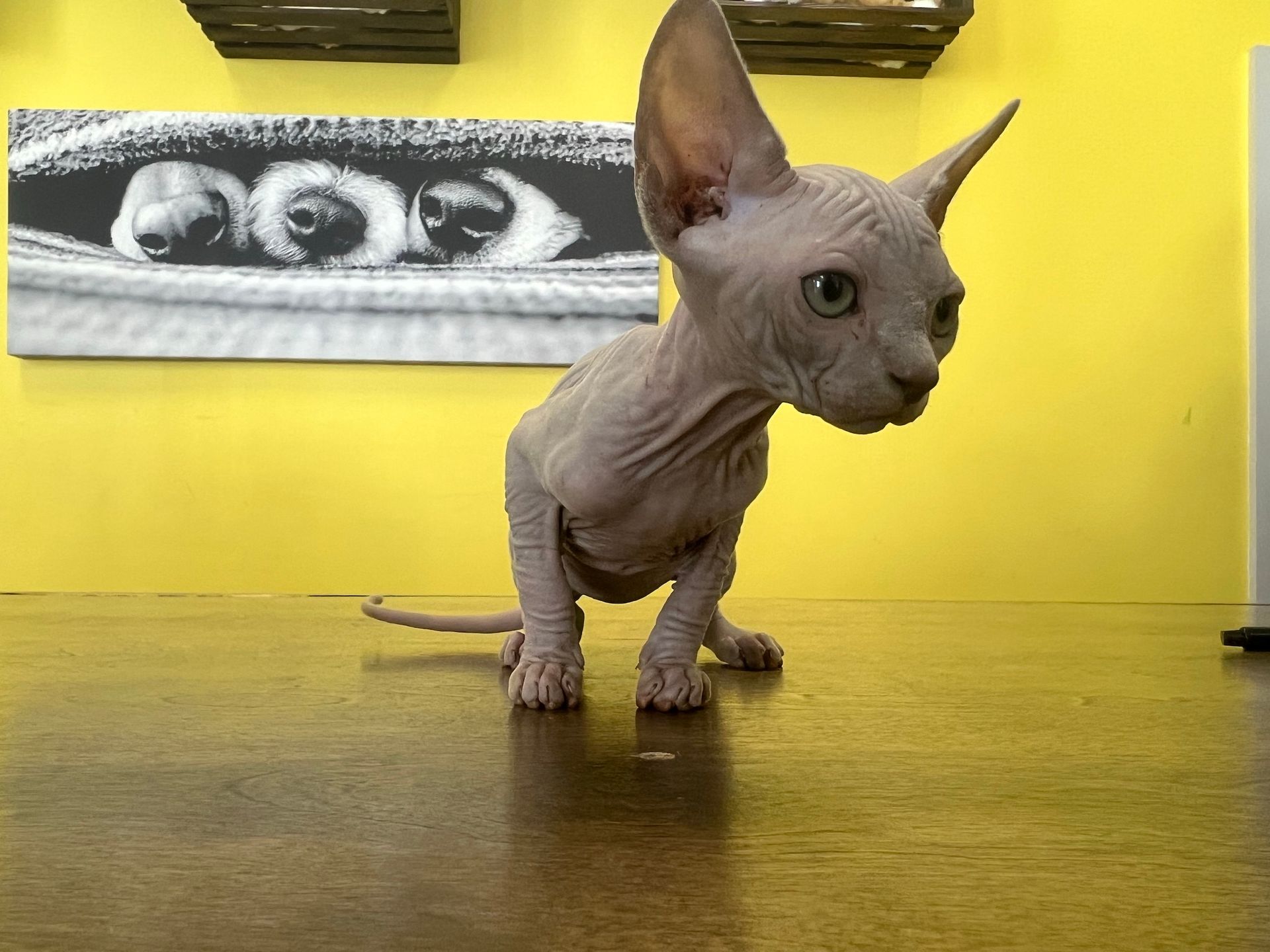 Sphynx Kitten  for sale New York