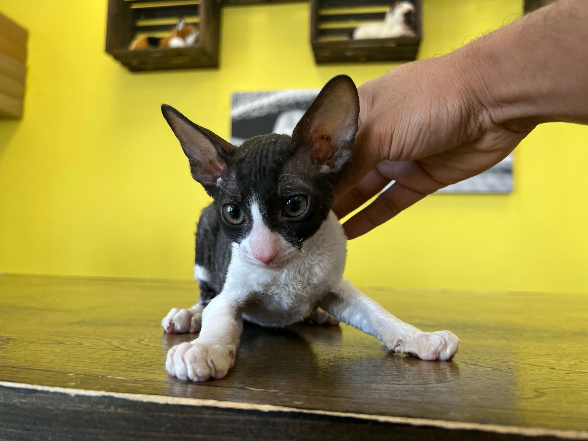 Cornish Rex Kittens New York