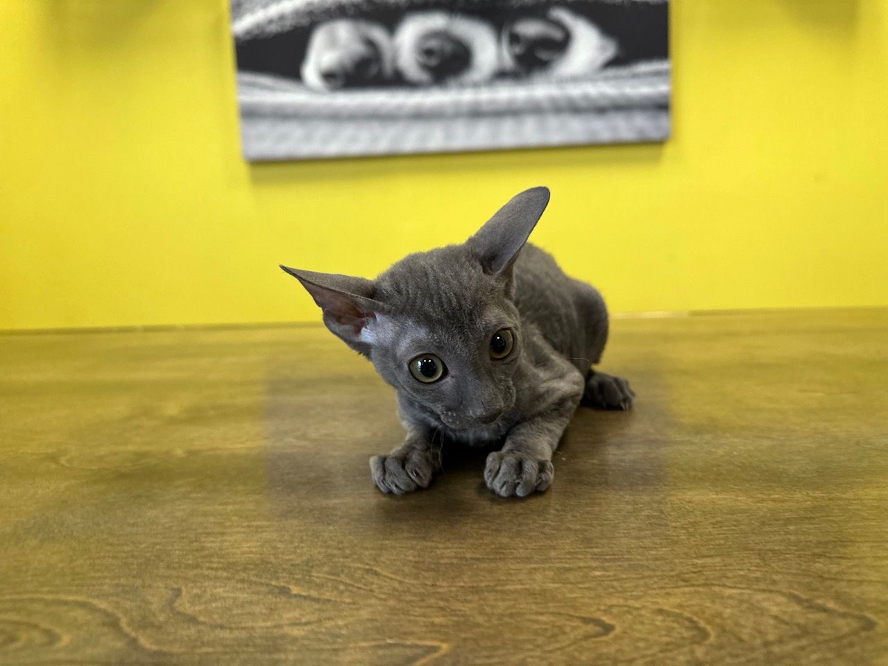 Cornish Rex Kittens for sale New York