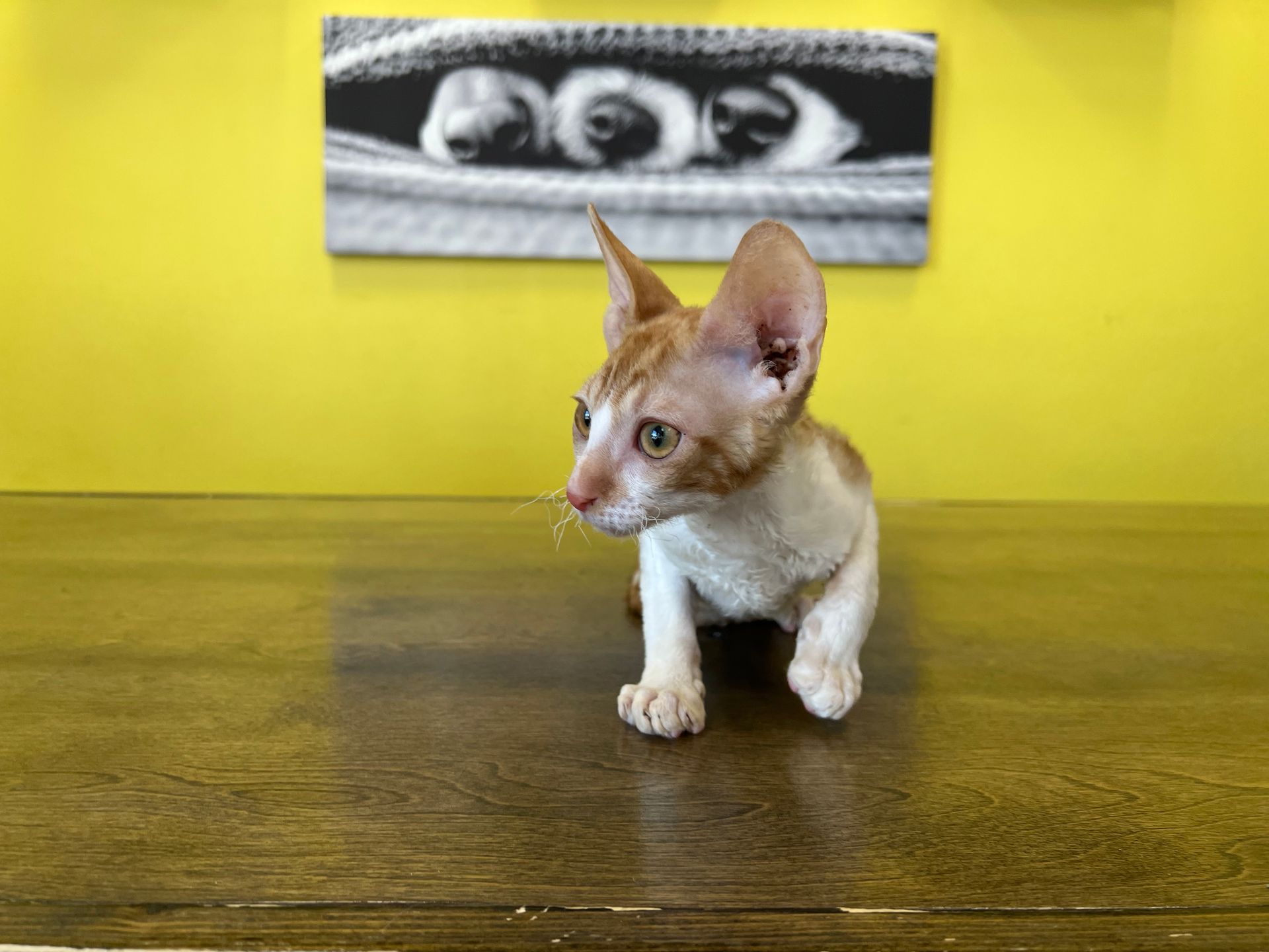 Cornish Rex Kittens New York