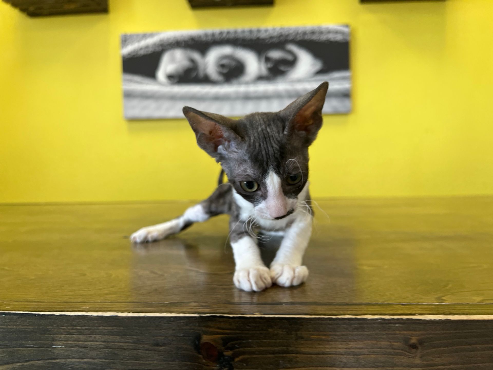 Cornish Rex Kittens for sale New York