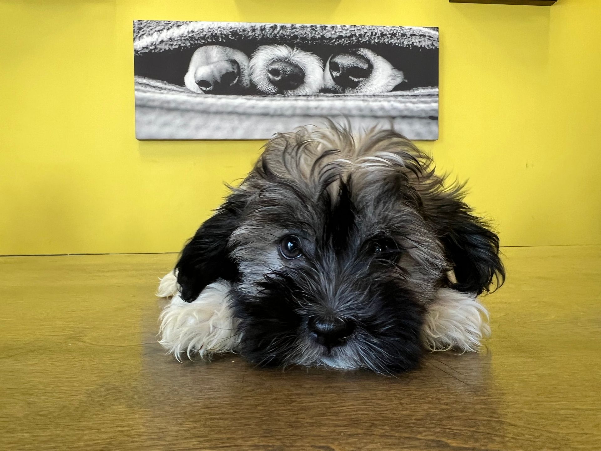 Havanese puppies for sale New York