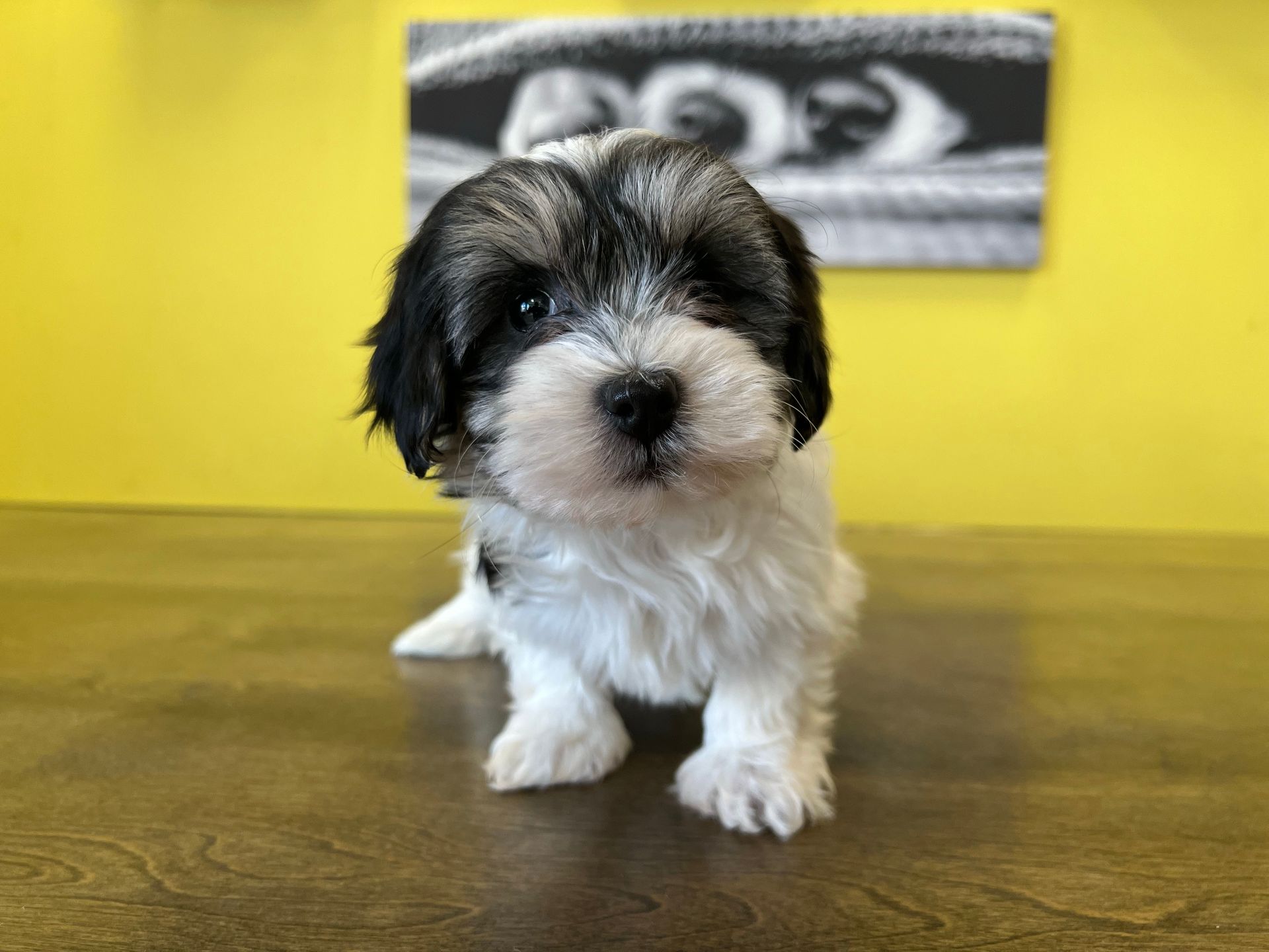 Havanese puppies New York