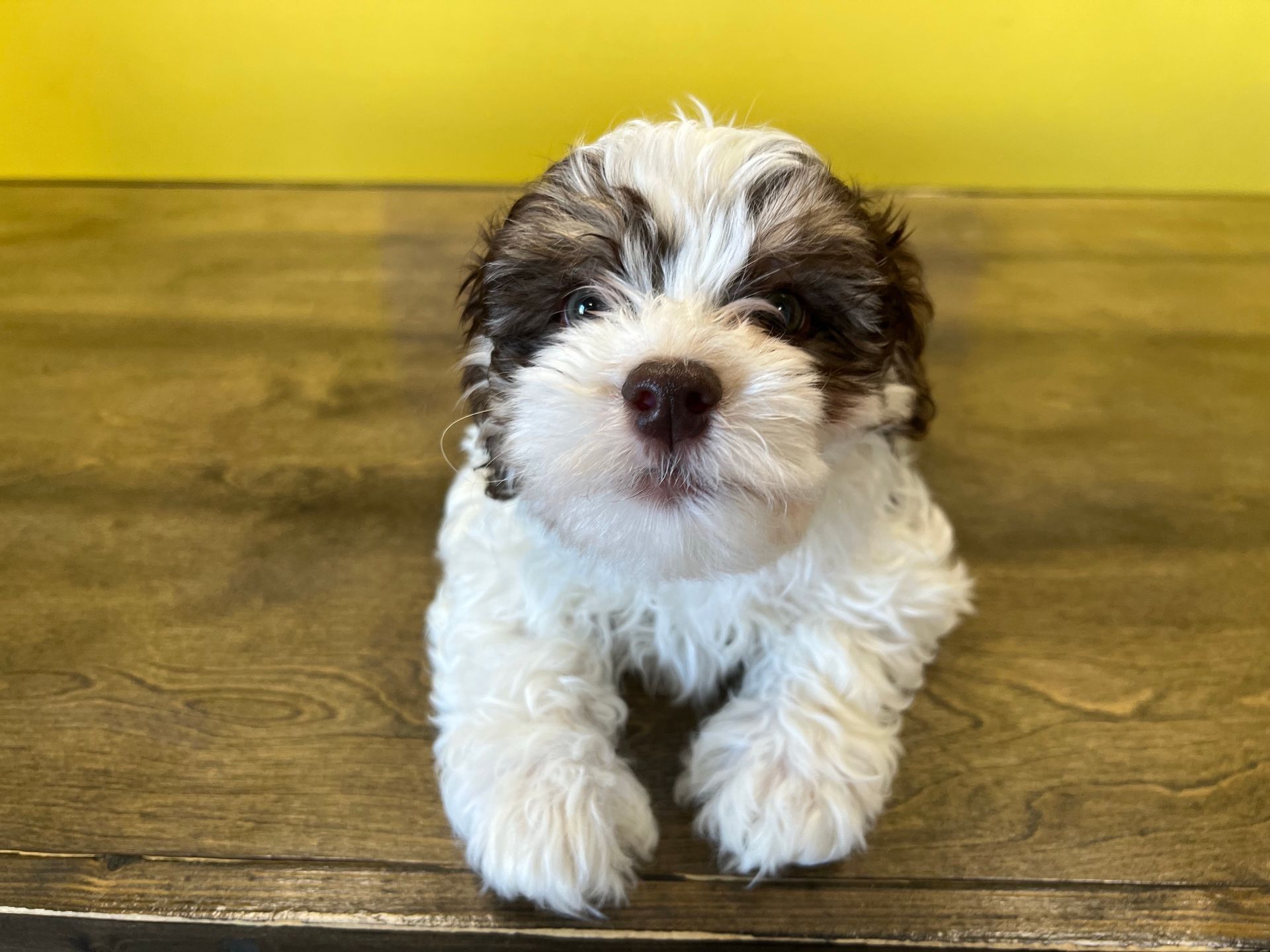 Havanese puppies for sale New York