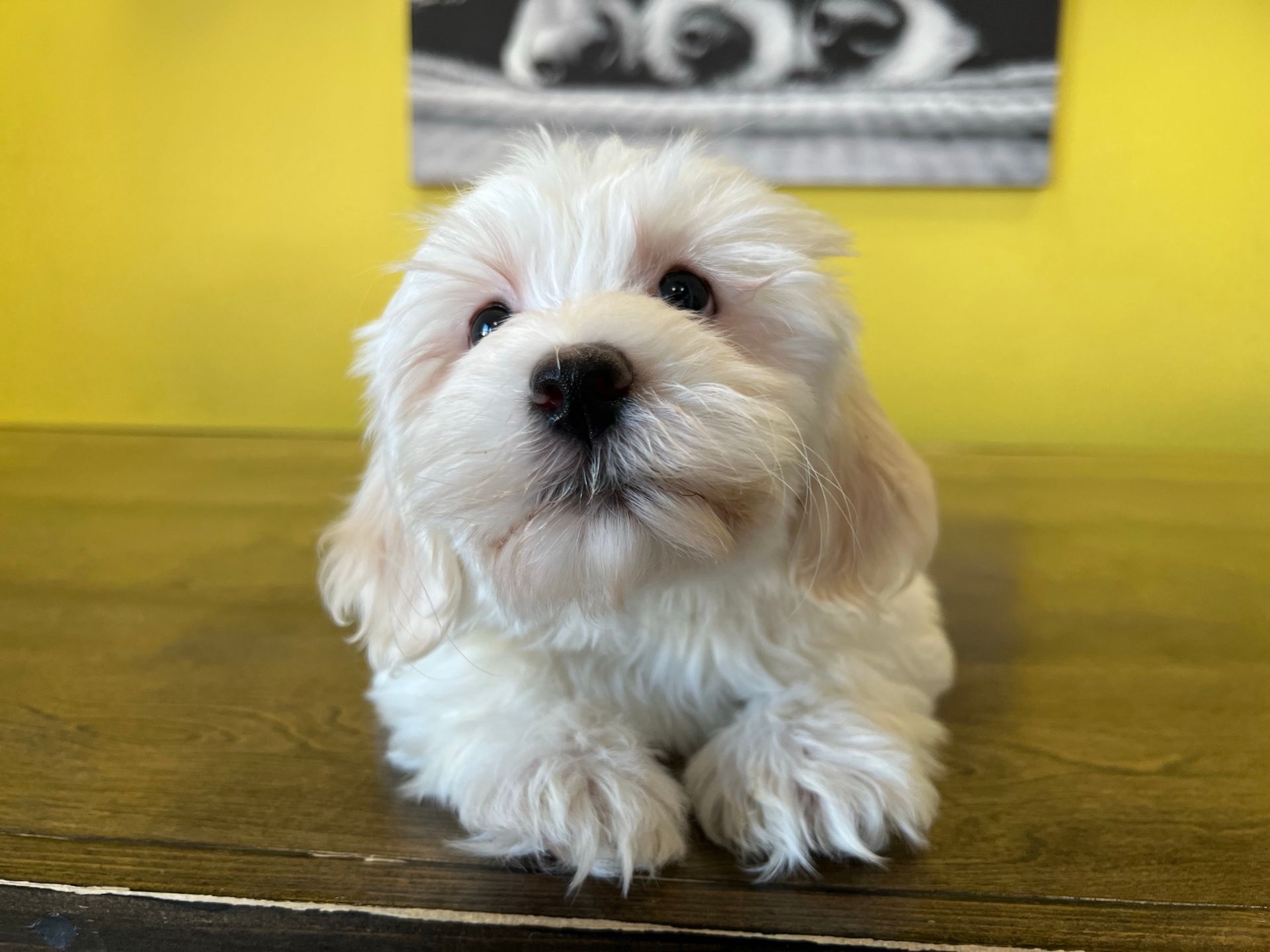 Havanese puppies New York