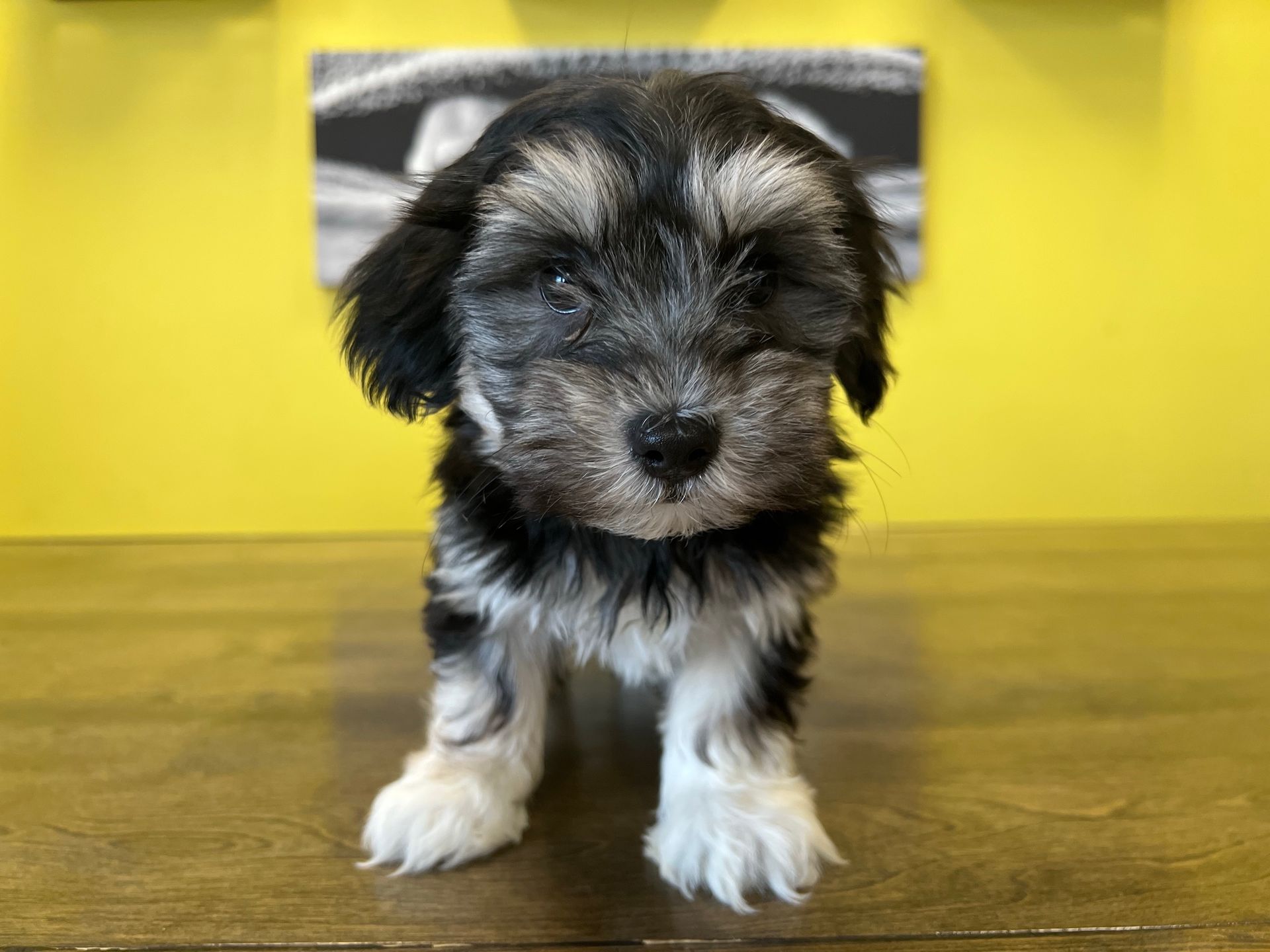 Havanese puppies New York