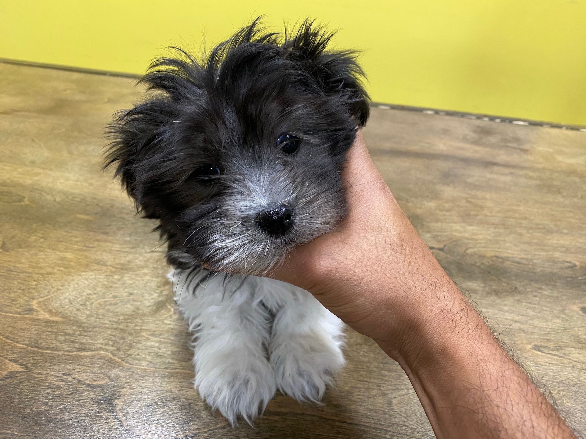Havanese puppies for sale New York