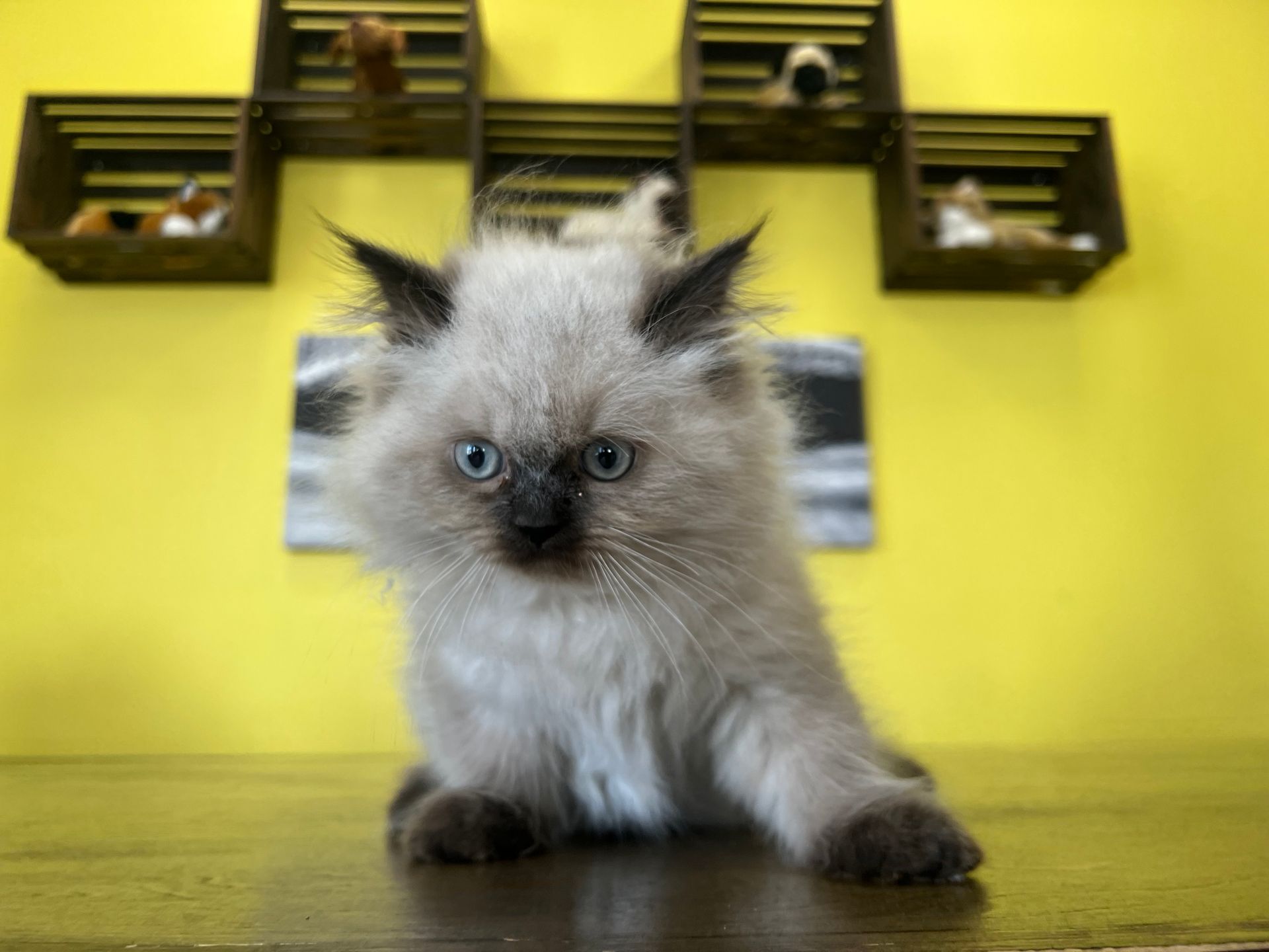 Himalayan Kittens New York