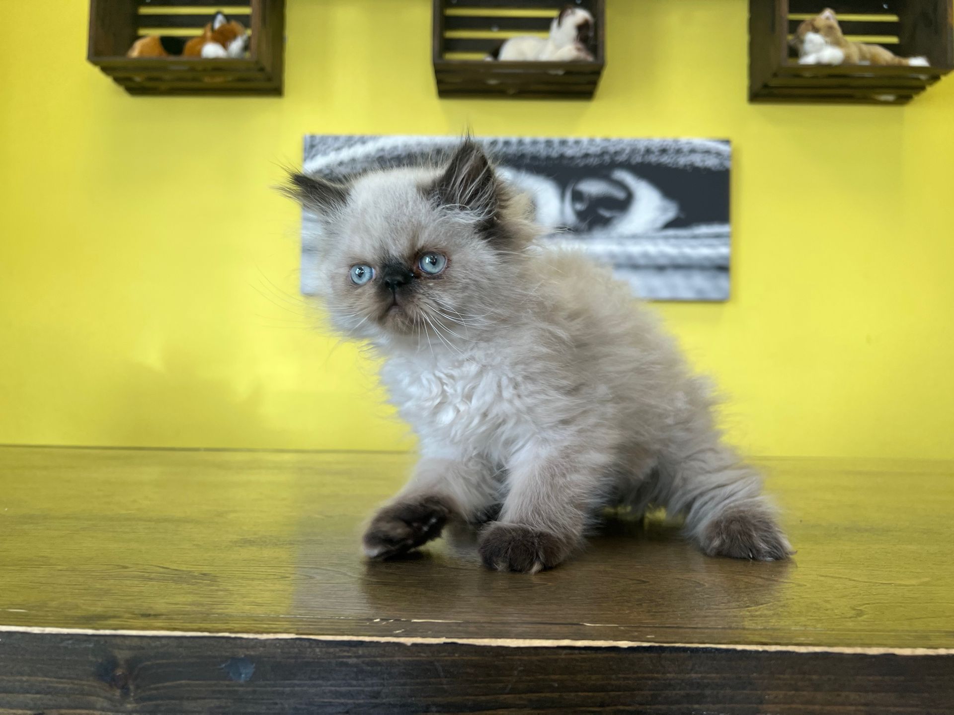 Himalayan Kittens for sale New York