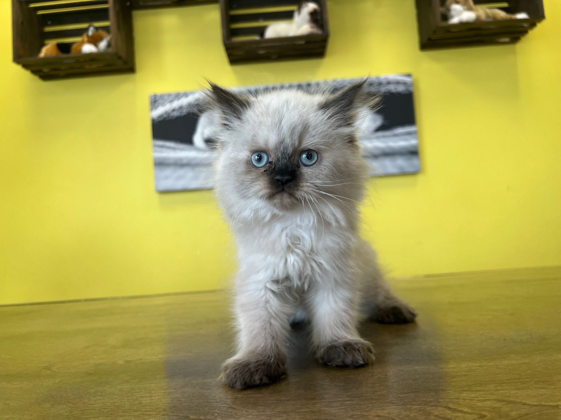 Himalayan Kittens New York