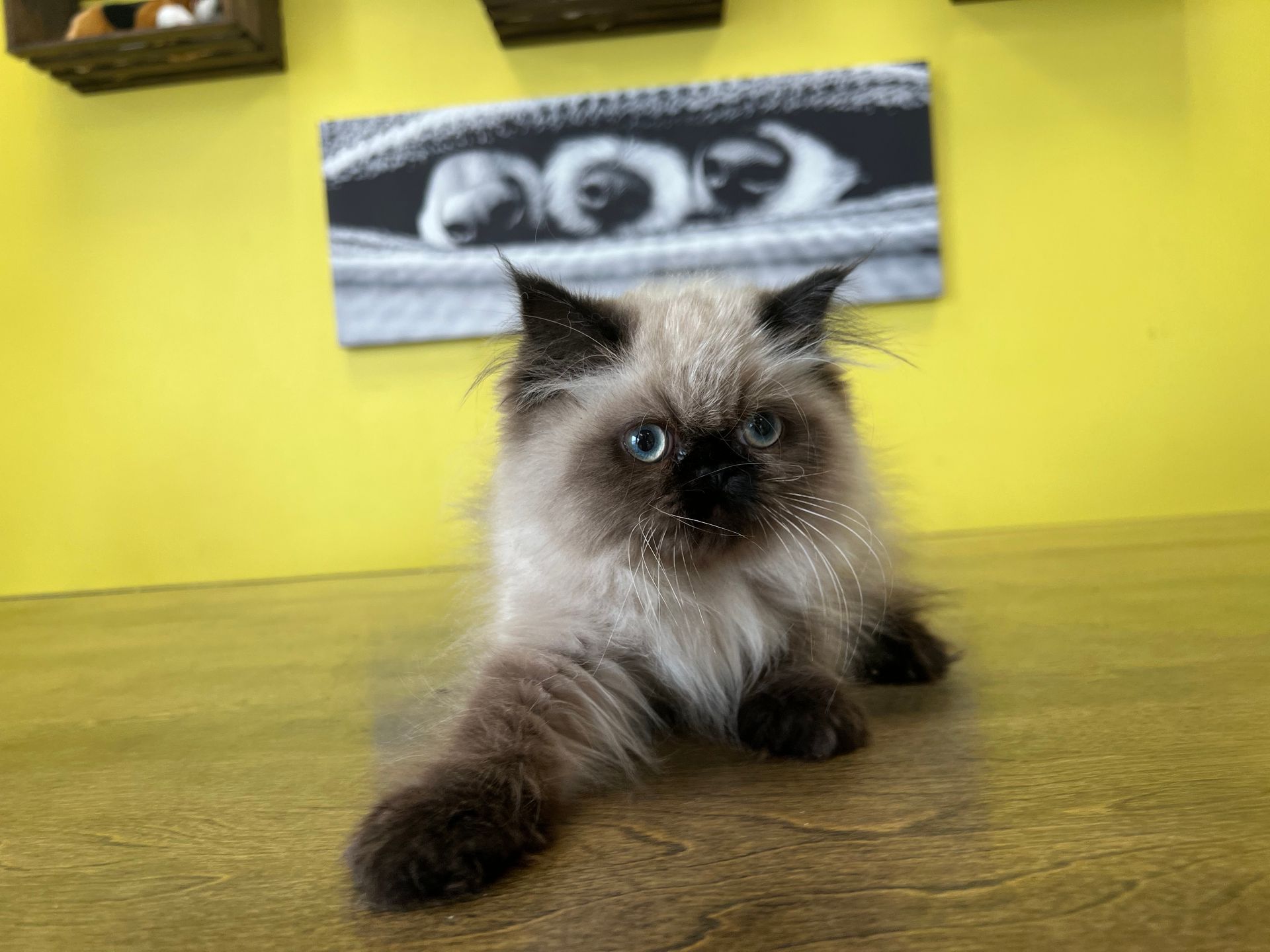 Himalayan Kittens for sale New York