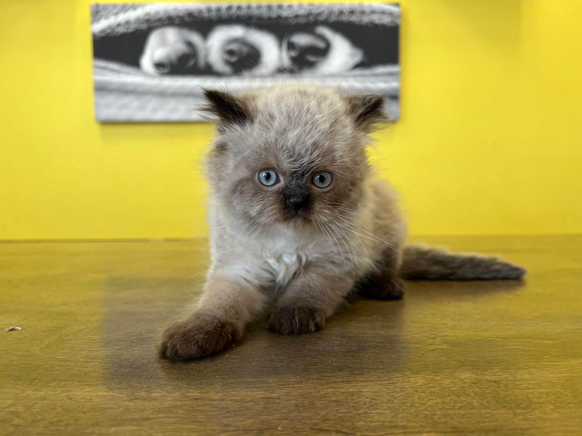Himalayan Kittens New York