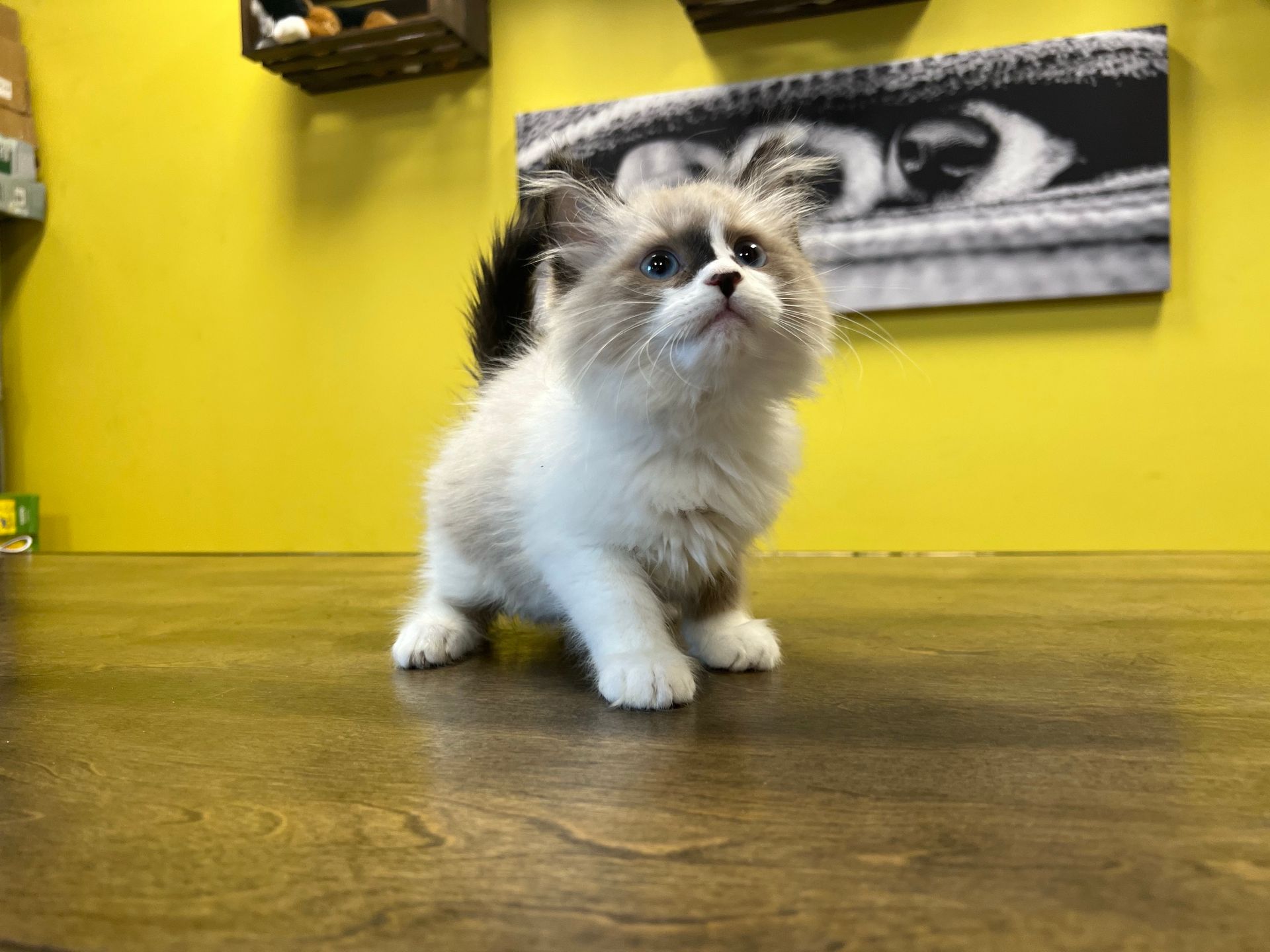 Himalayan Kittens New York