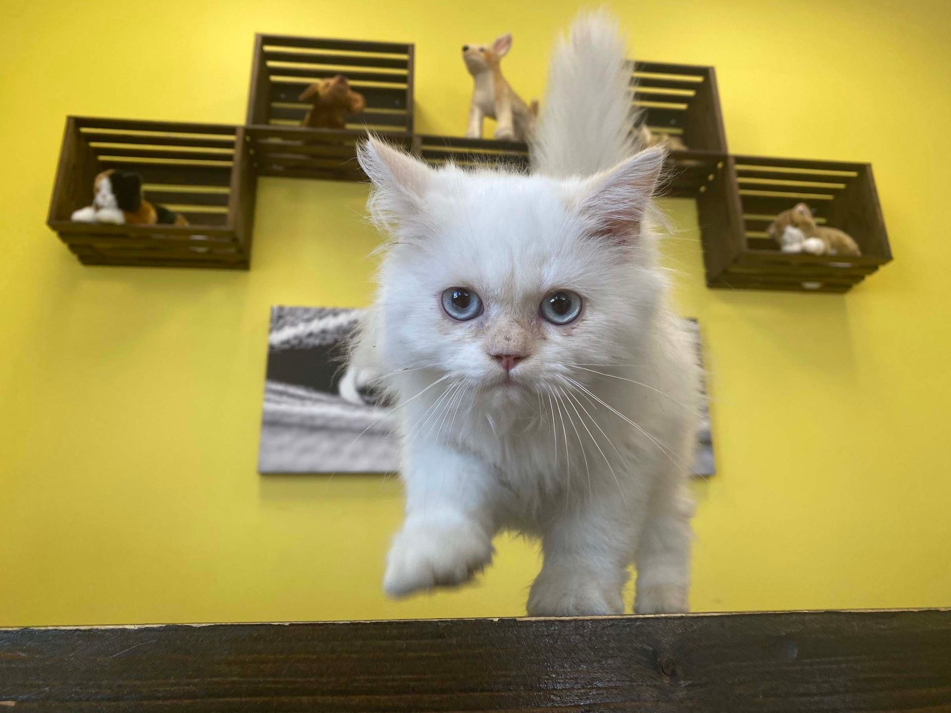 Himalayan Kittens for sale New York