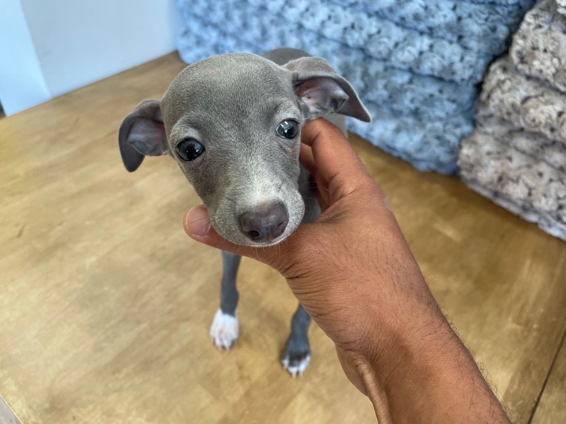 Italian Greyhound puppies New York